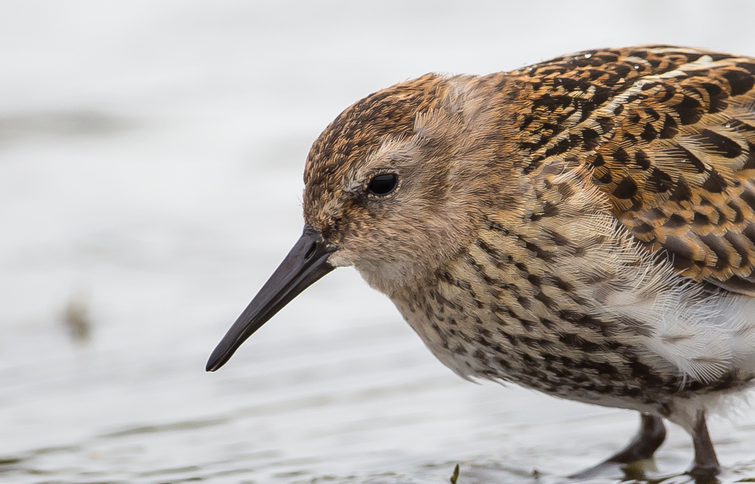 Piovanello pancianera