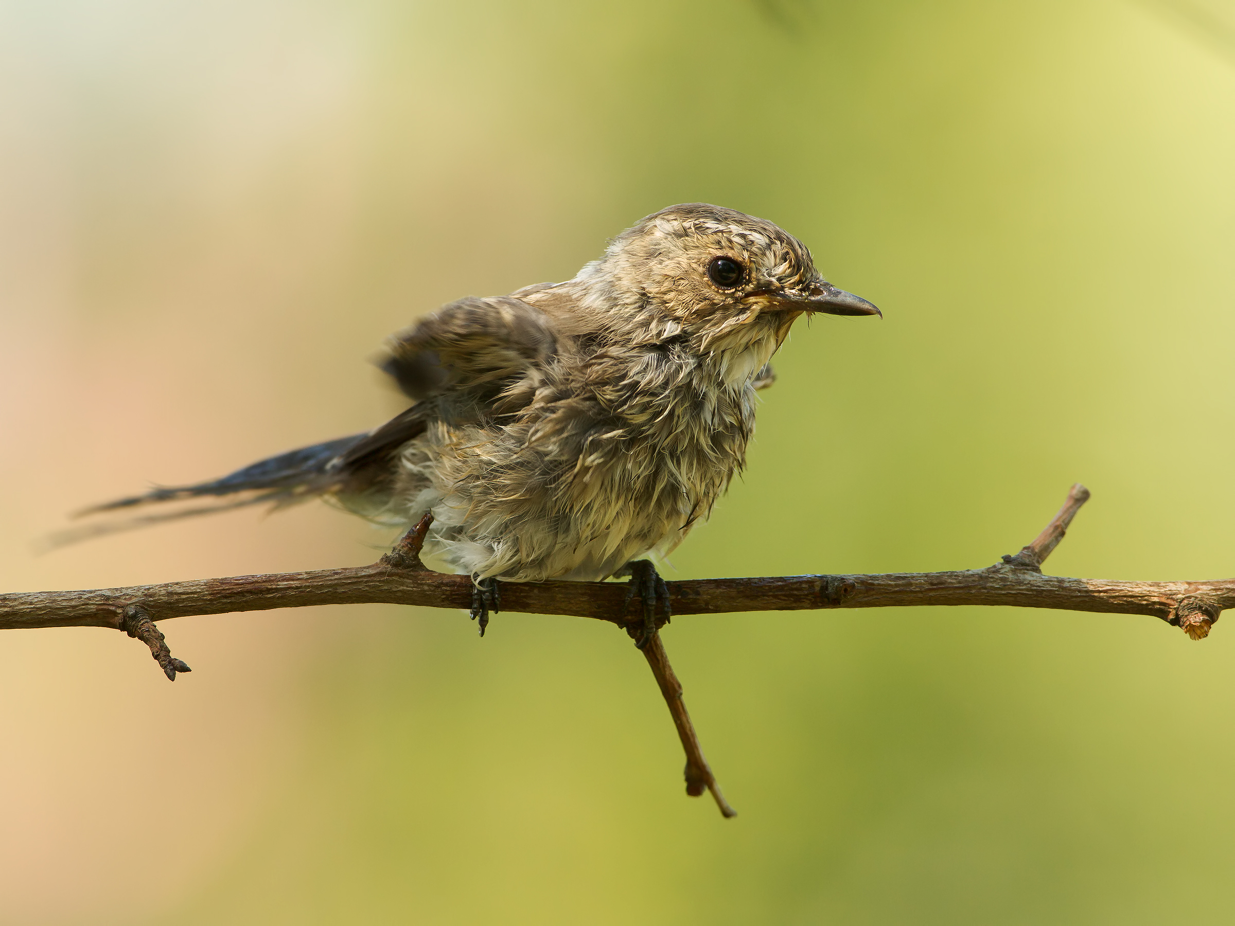 flycatchers juv
