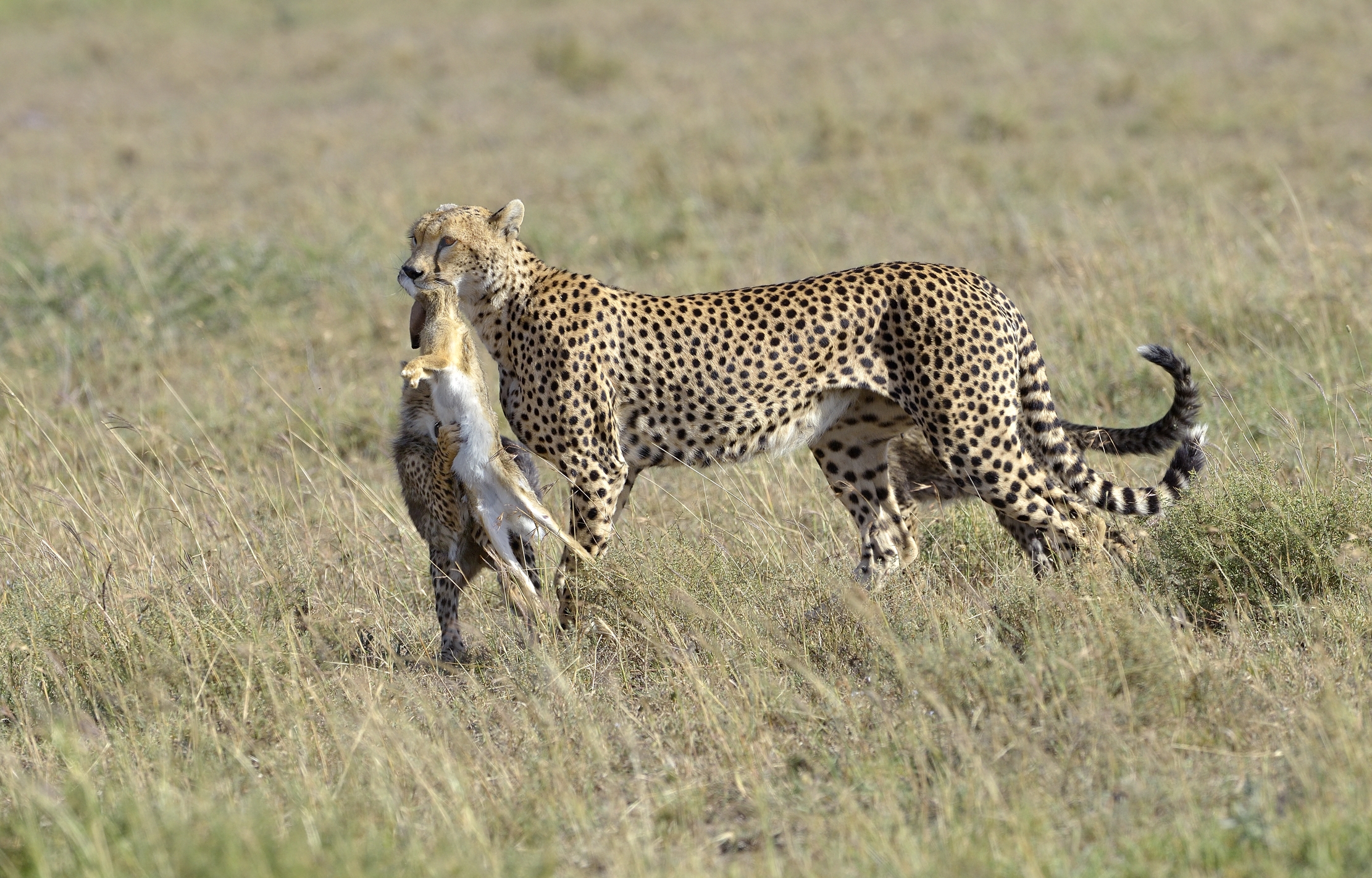 Tanzania 2015 - A spasso con la preda