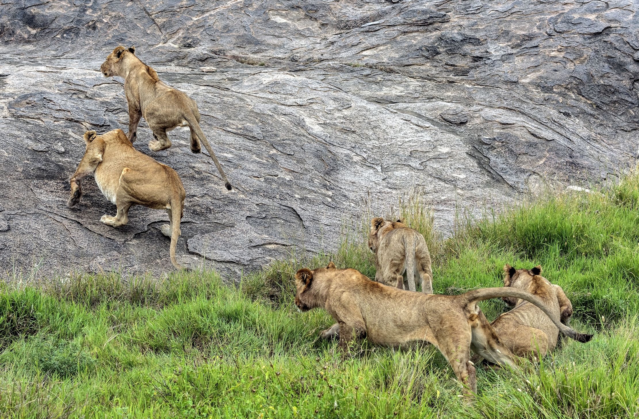 Tanzania 2015 - La corsa per il Kopjes