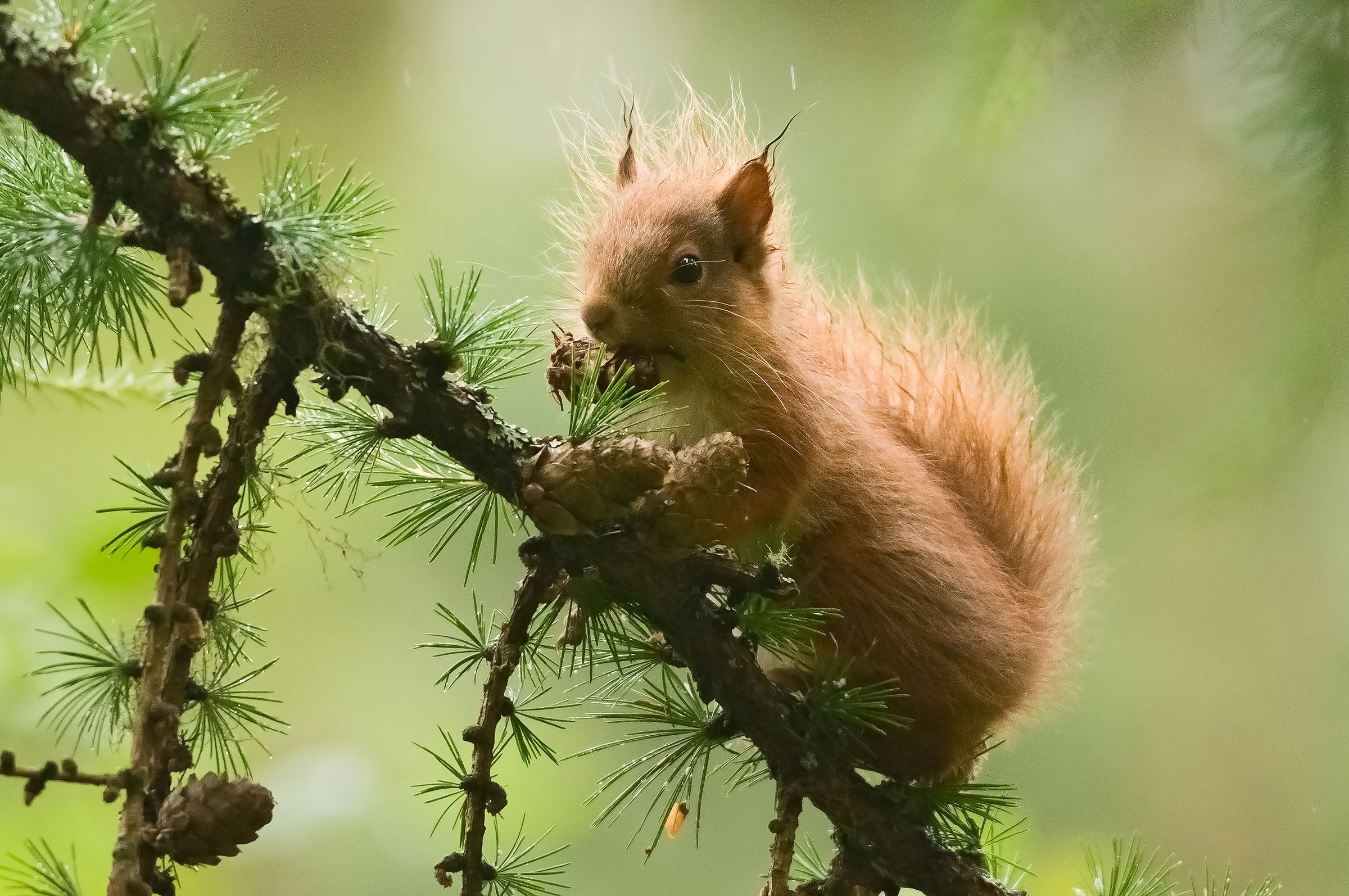 Red squirrel