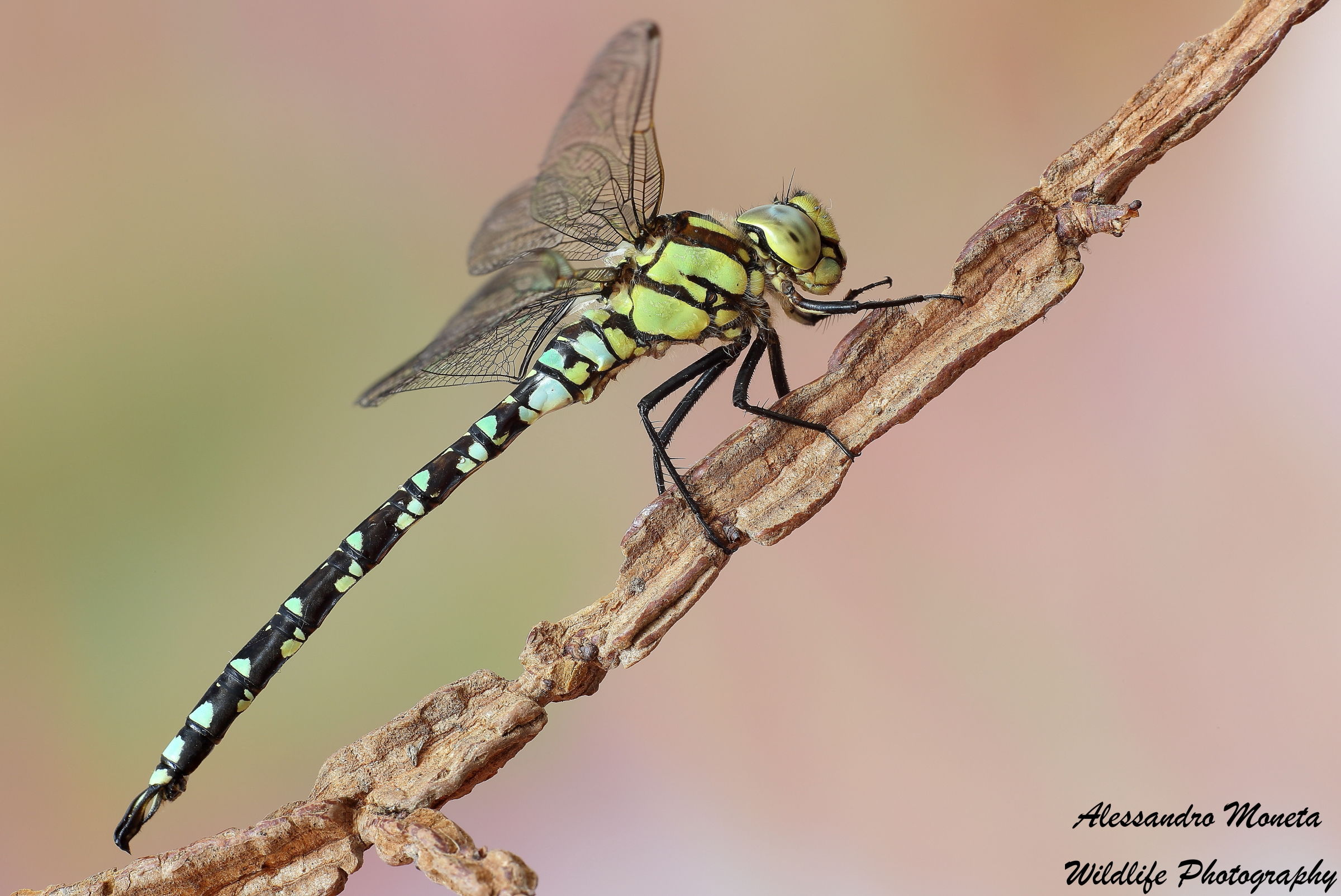 Dragonfly