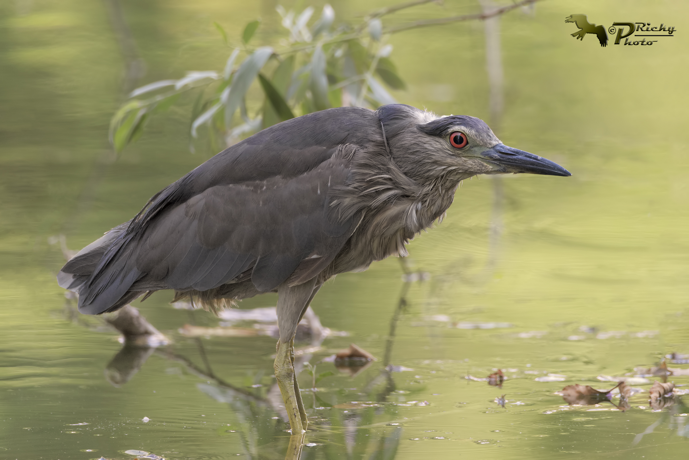 Night Heron immature