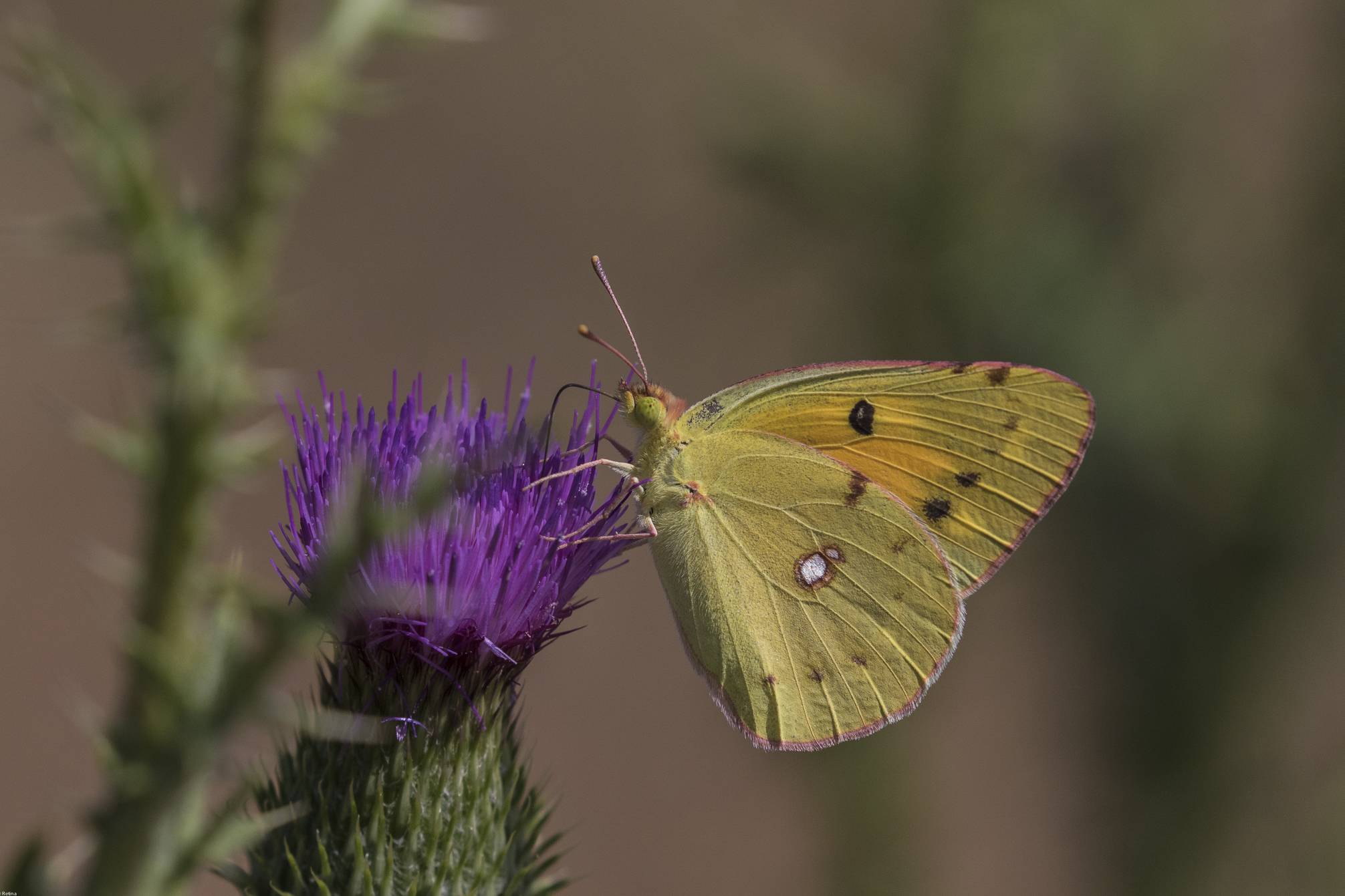 Colias Crocea