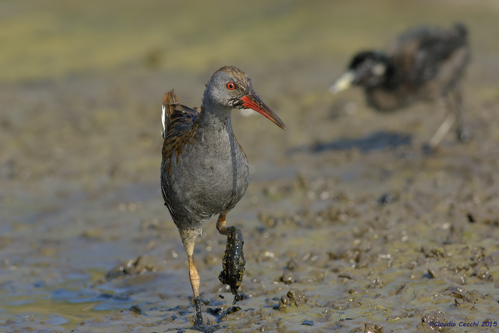 Water rail in front