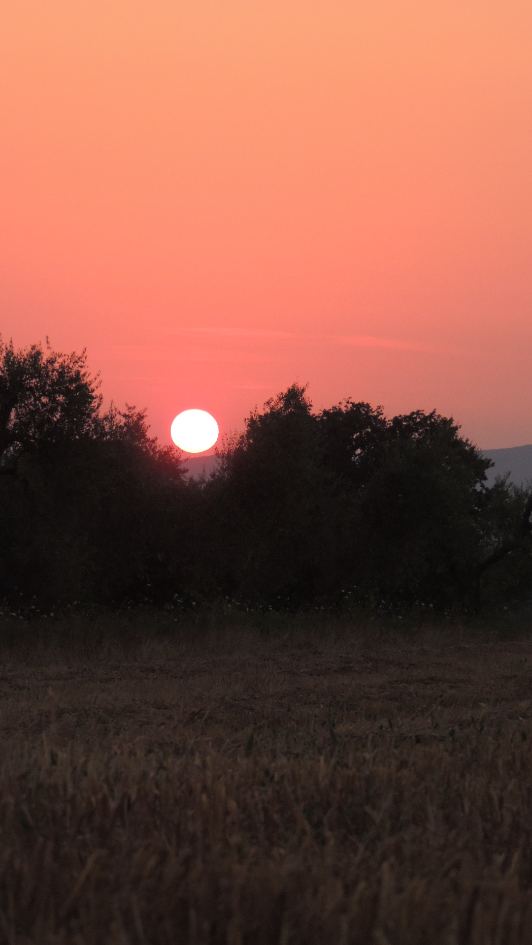 sunset on the fields