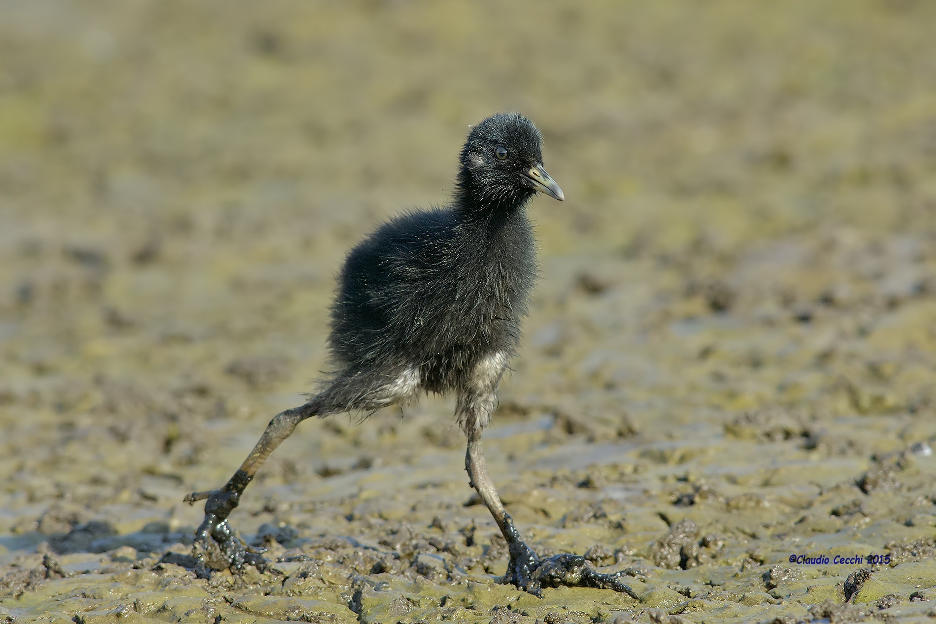 Pullo di porciglione