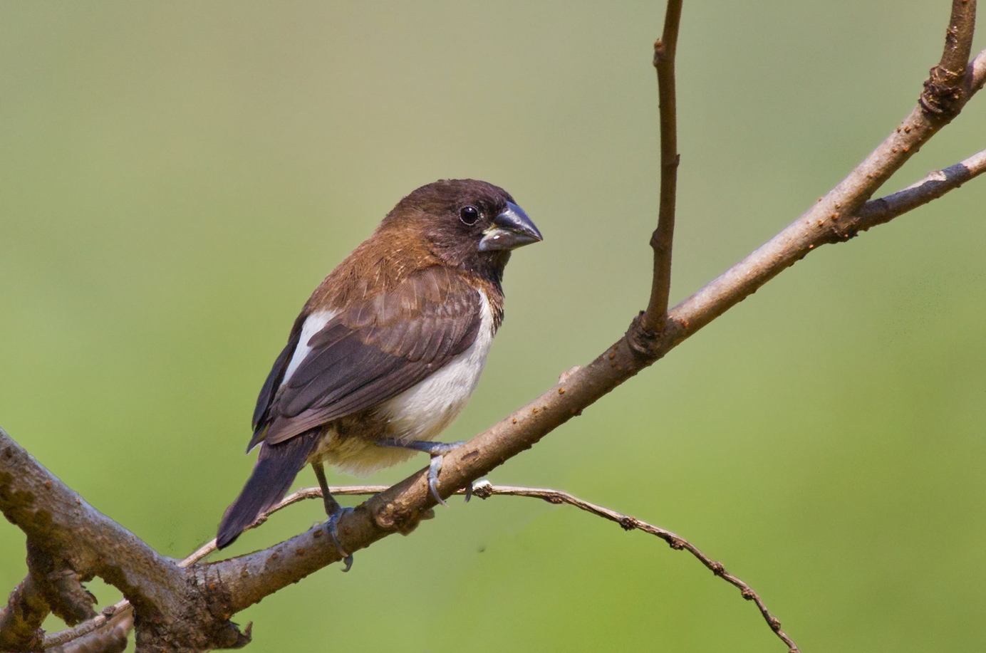 White-rumped Munia.
