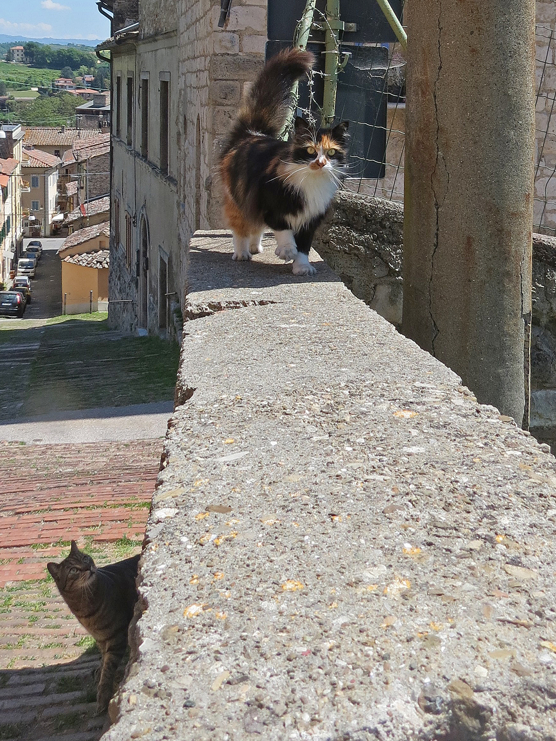 Posso salire anch'io?