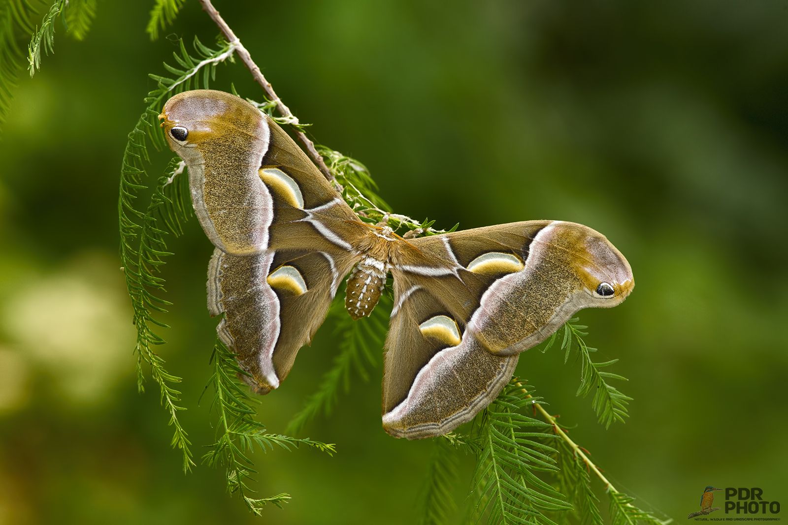 Bombice dell'Ailanto