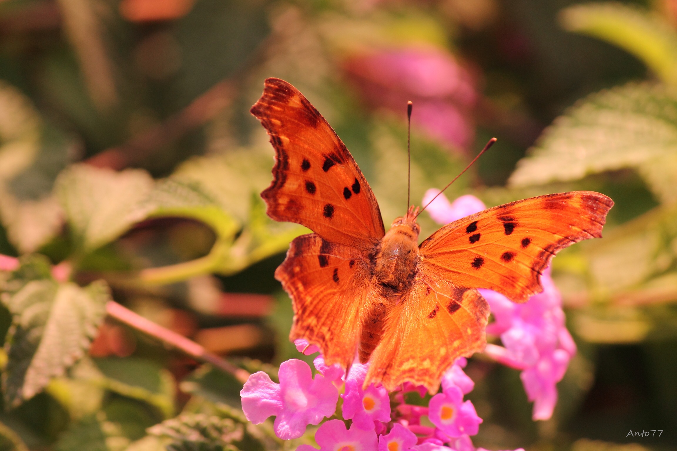 I discovered a new world 1di7