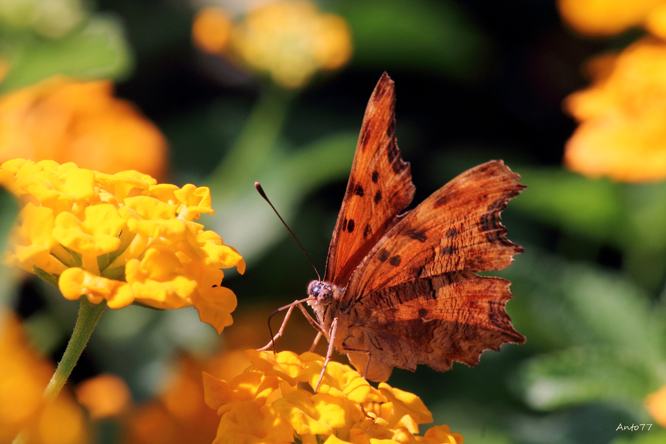 Ho scoperto un nuovo mondo 2di7