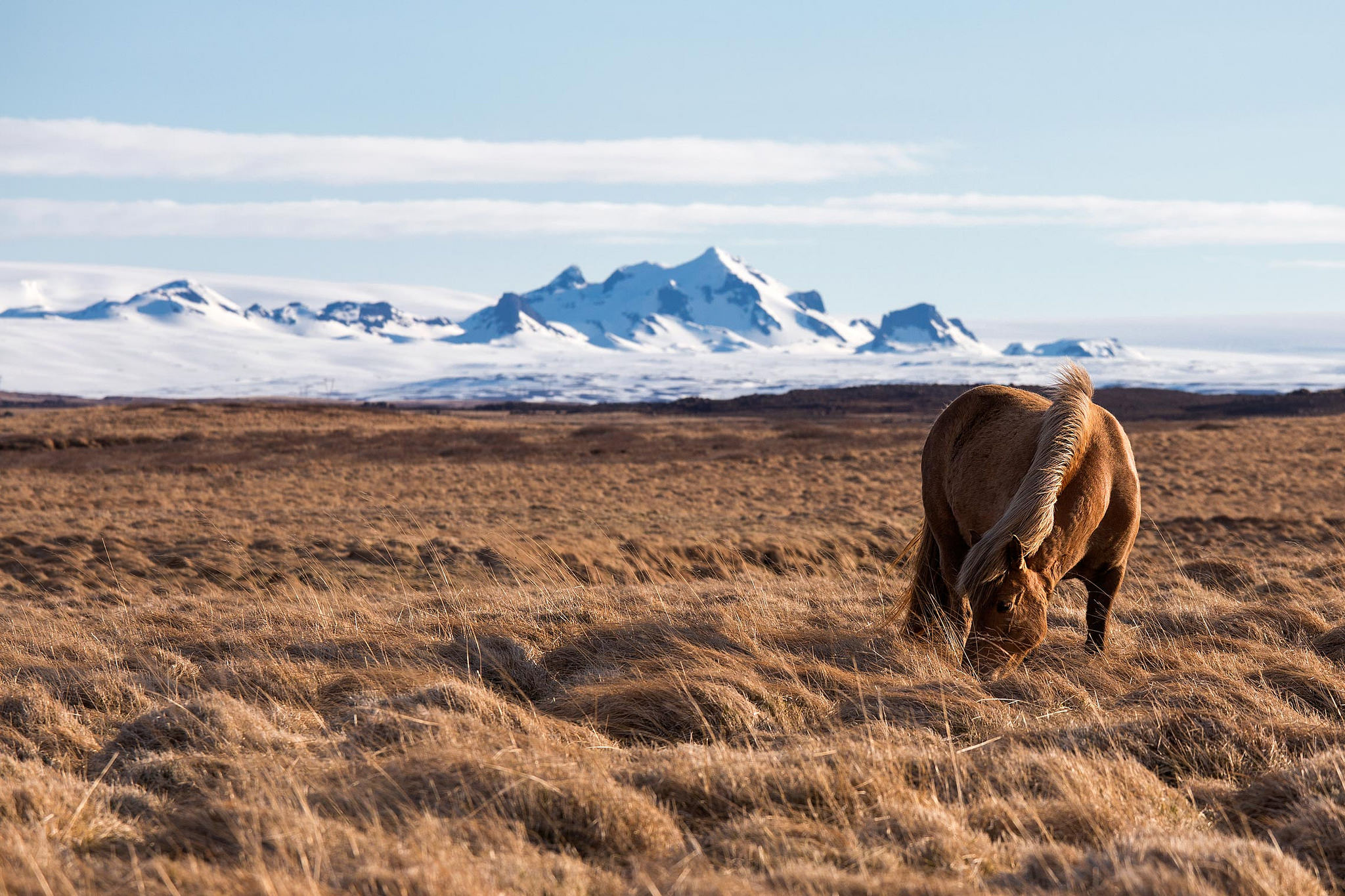 Icelandic horse