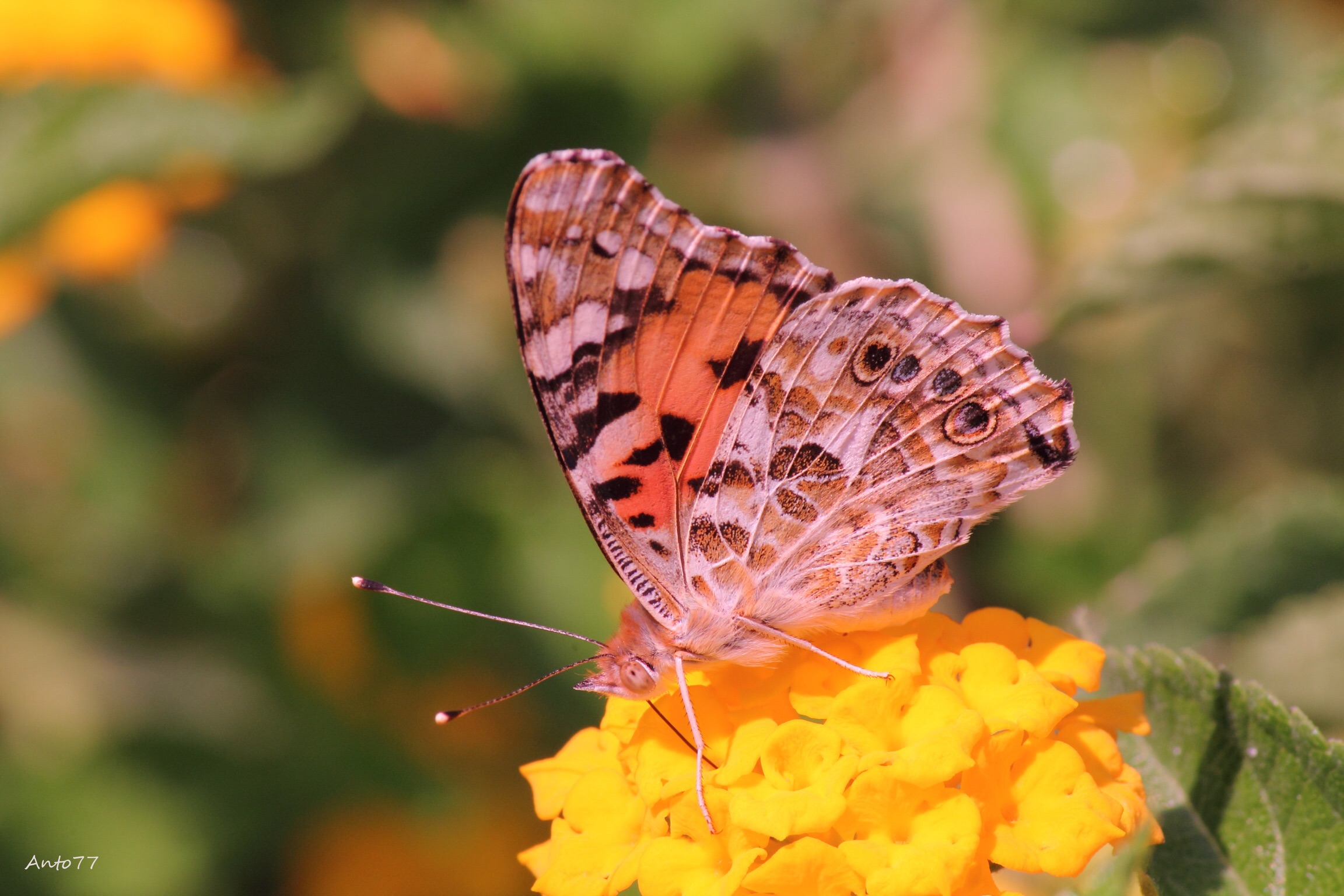 I discovered a new world 3di7