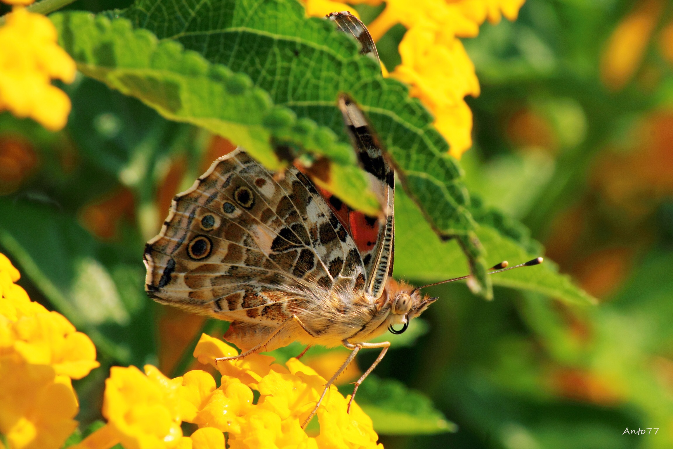 I discovered a new world 4di7