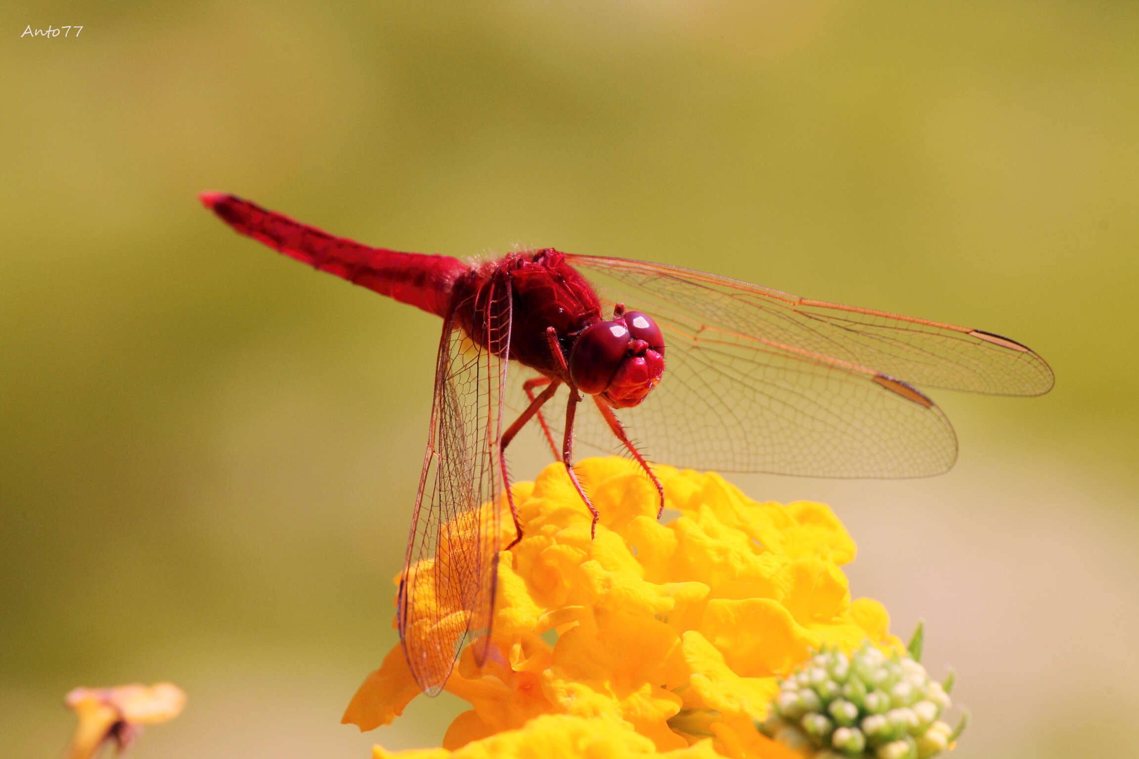 I discovered a new world 6di7