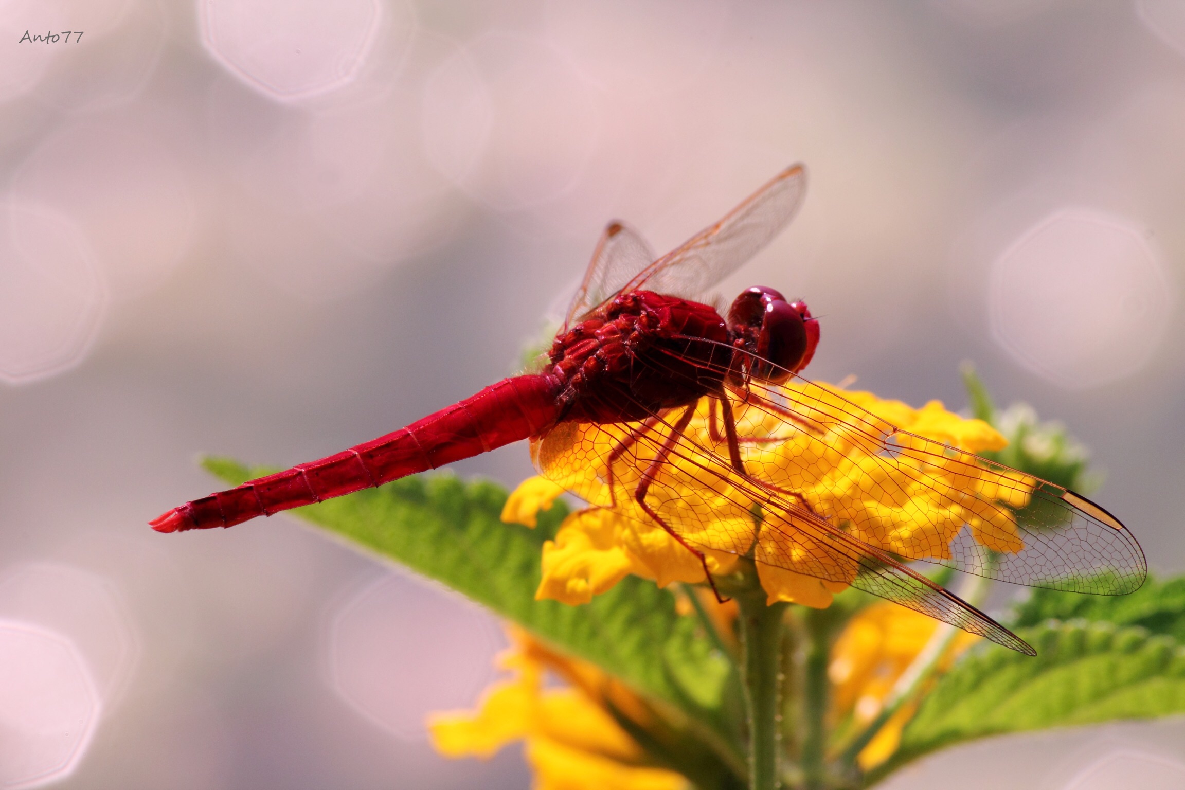 I discovered a new world 7di7