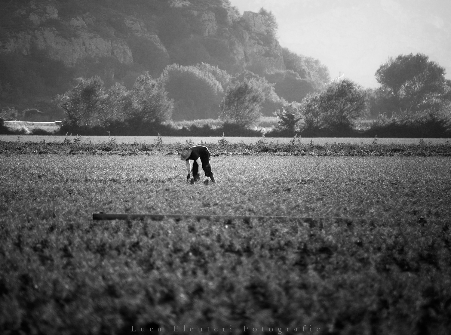 Nei campi di Ortucchio, fatica e sudore.