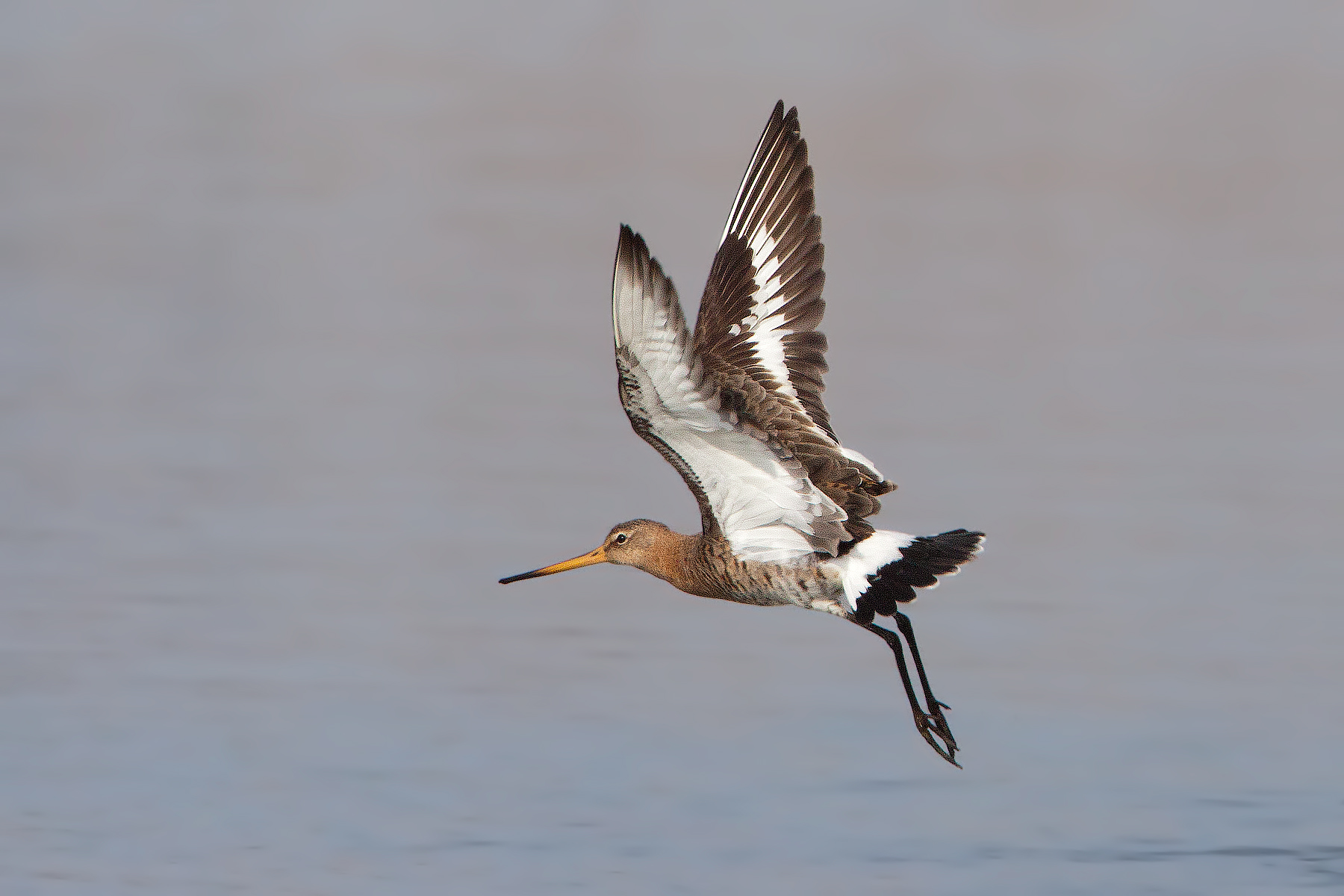 Black-tailed godwit