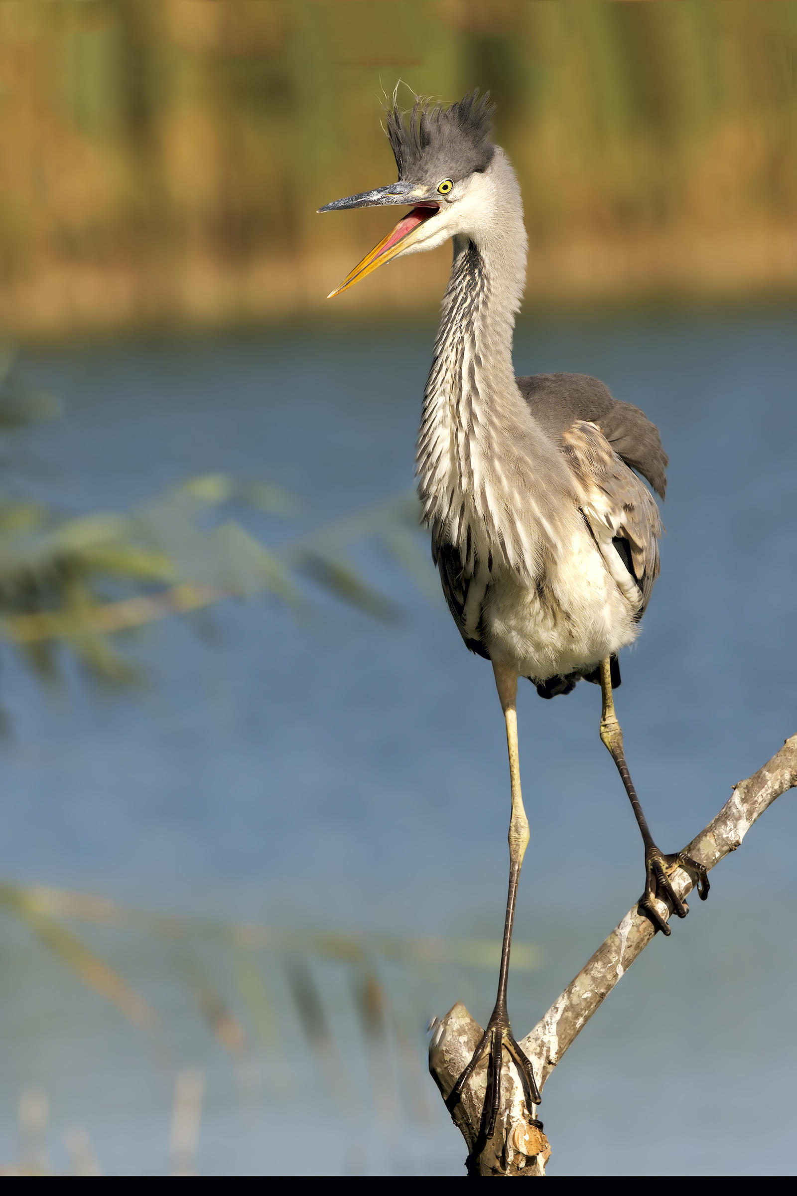 I do not care the crest of Pogba
