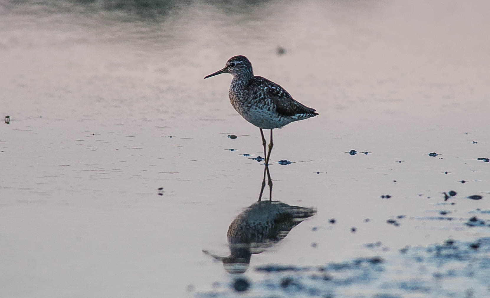 sandpiper