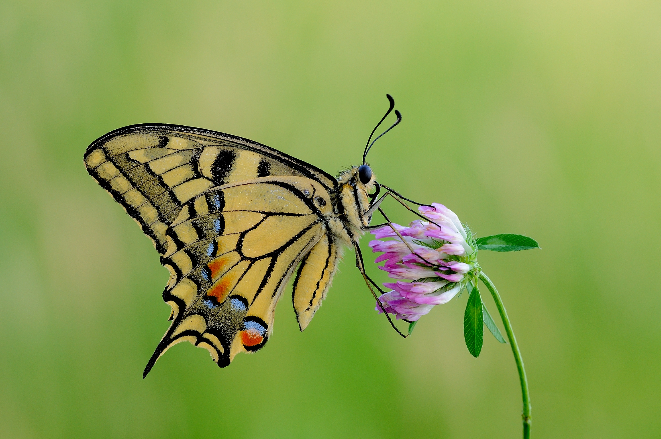 Gideon the swallowtail version 2