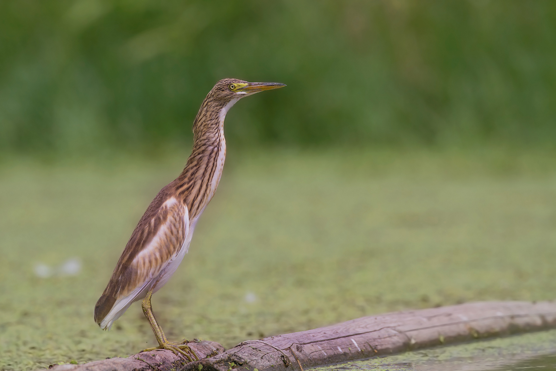 Sgarza Ciuffetto - Squacco heron