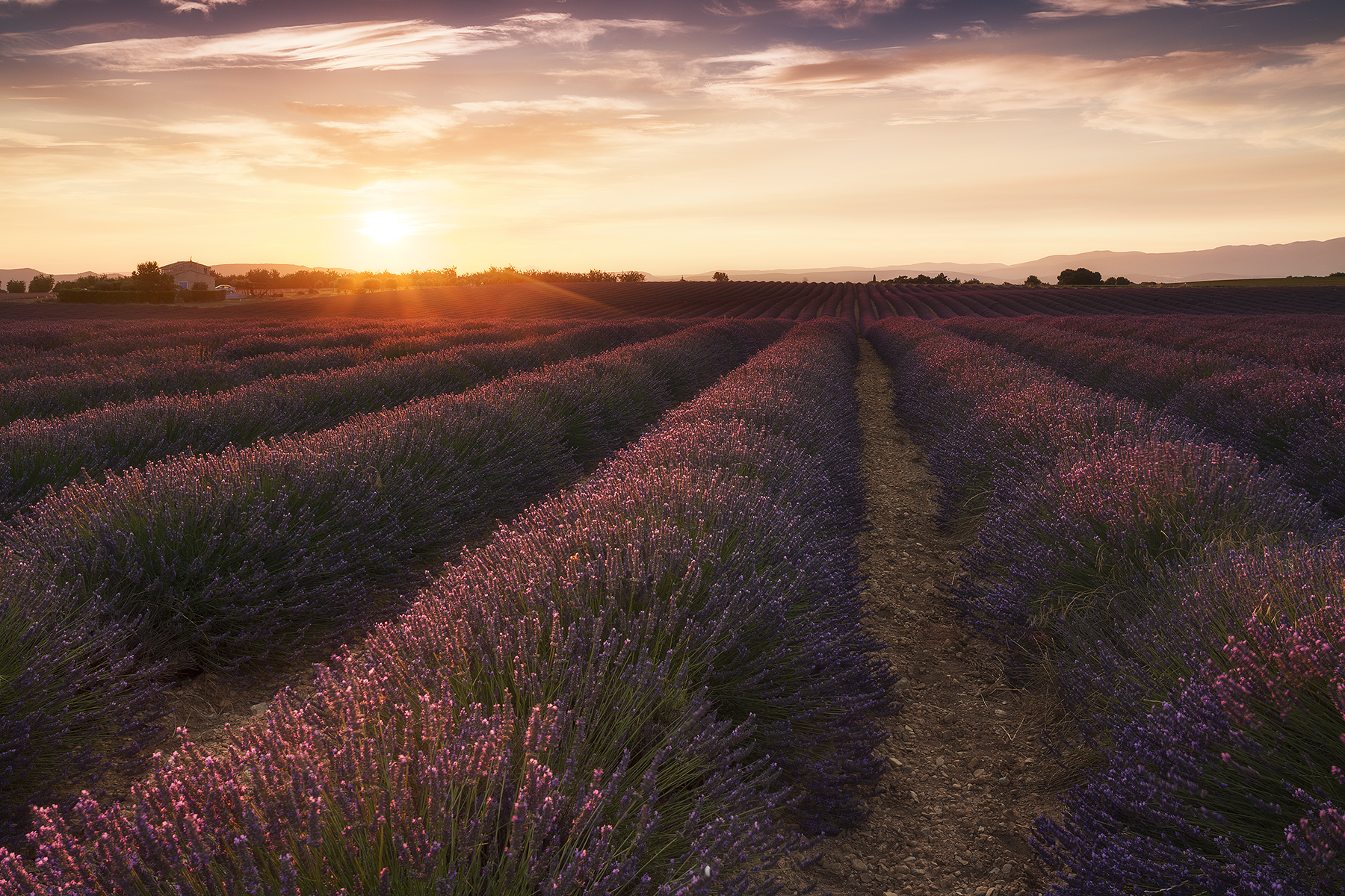 Tramonto in lavanda