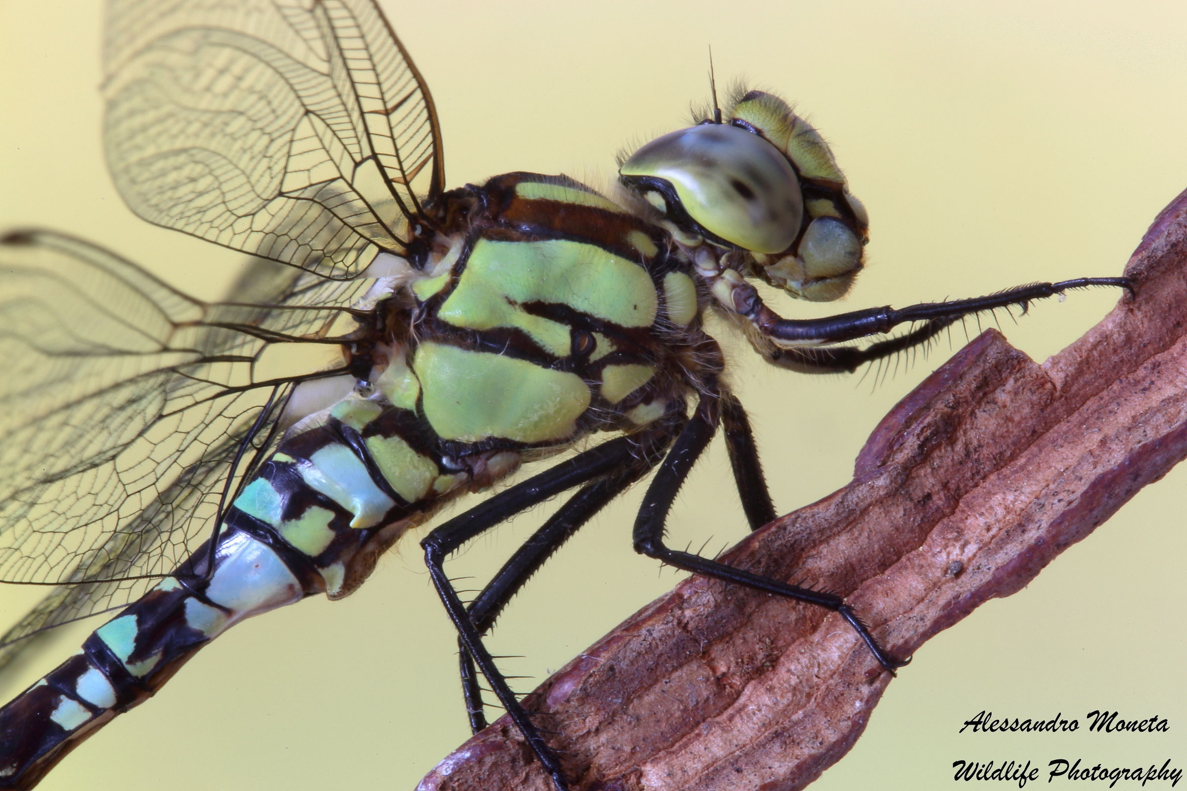 Gragonfly Ritrattone