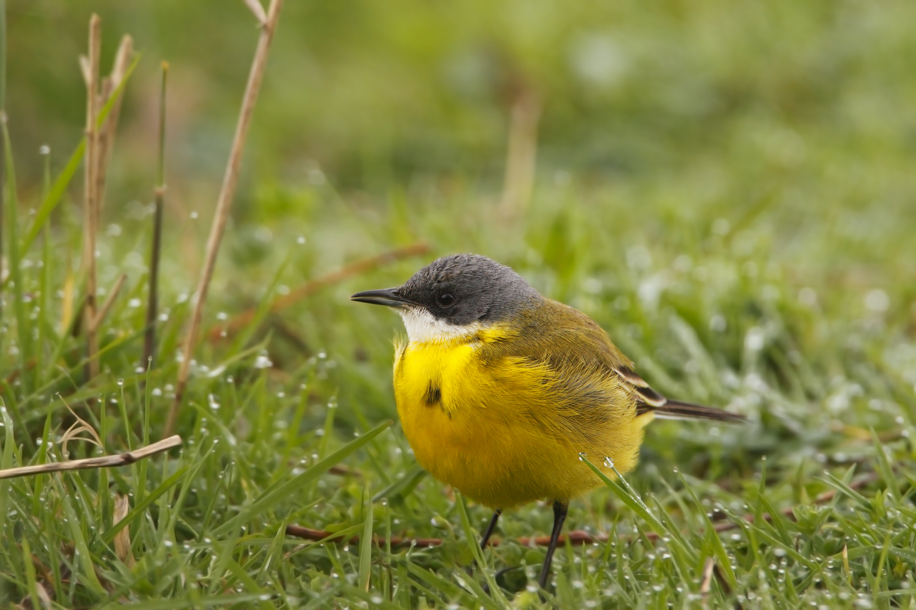 Wagtail