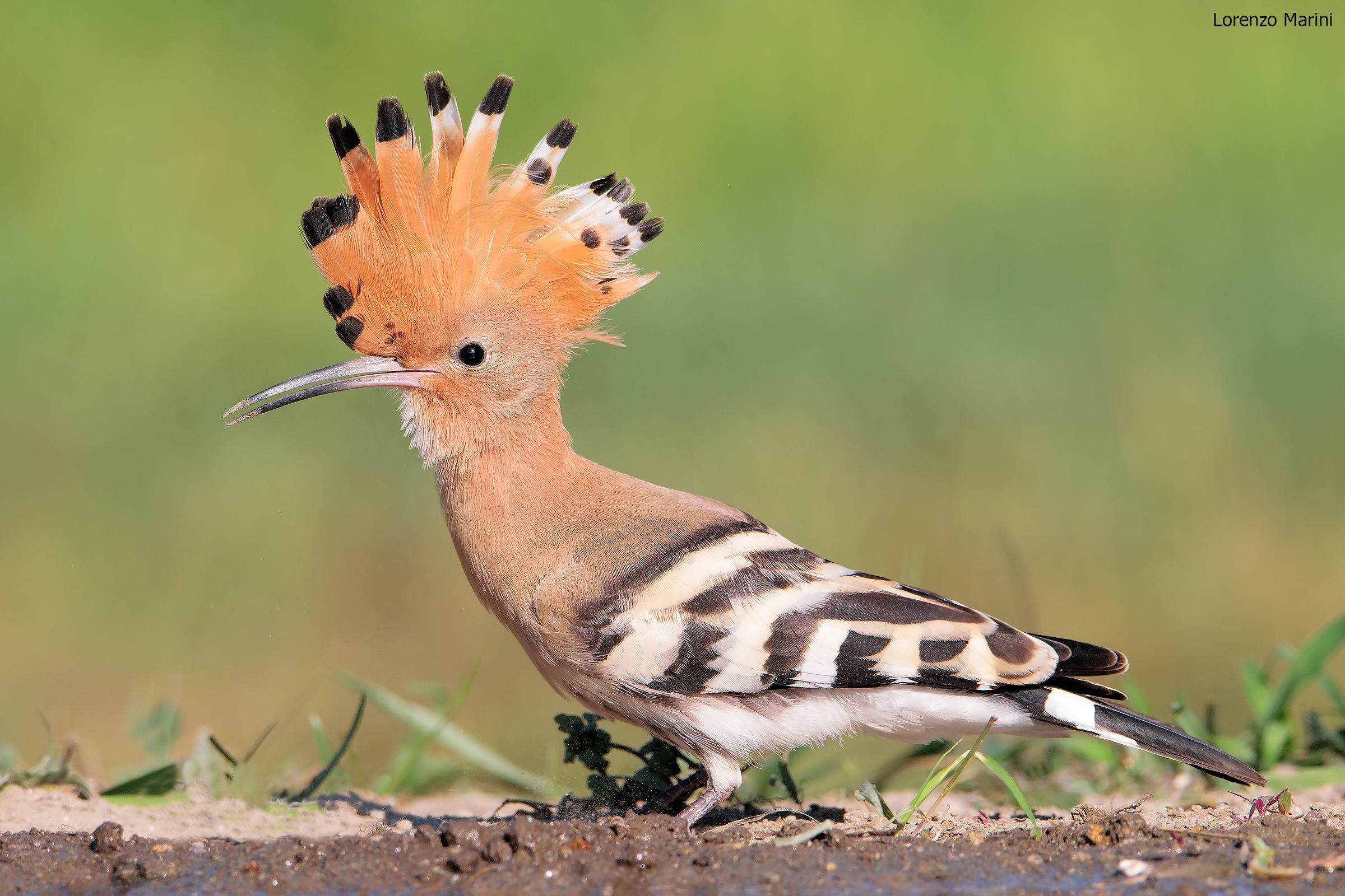 Hoopoe