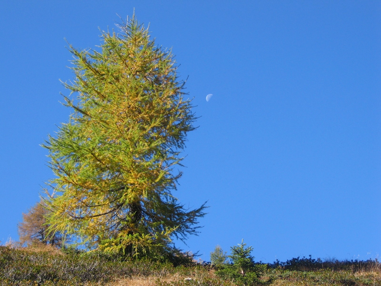 Larch lonely
