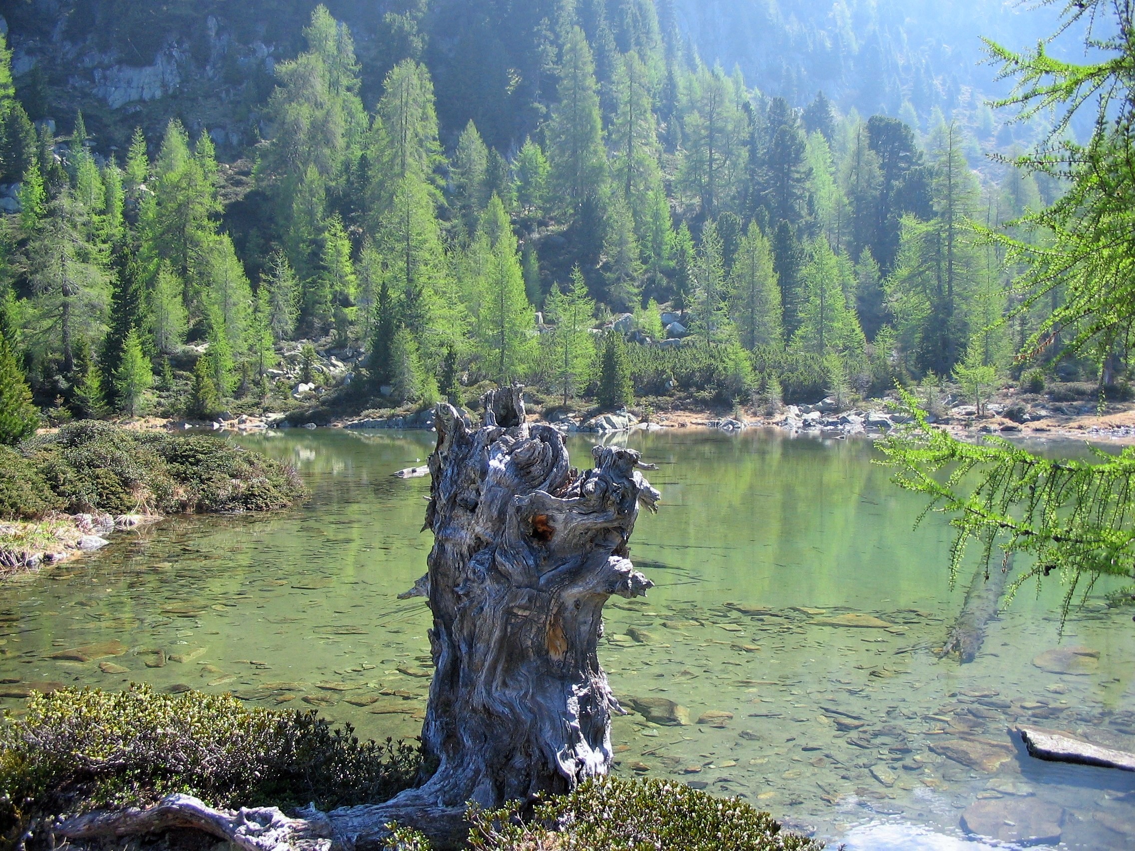 C'era una volta un albero