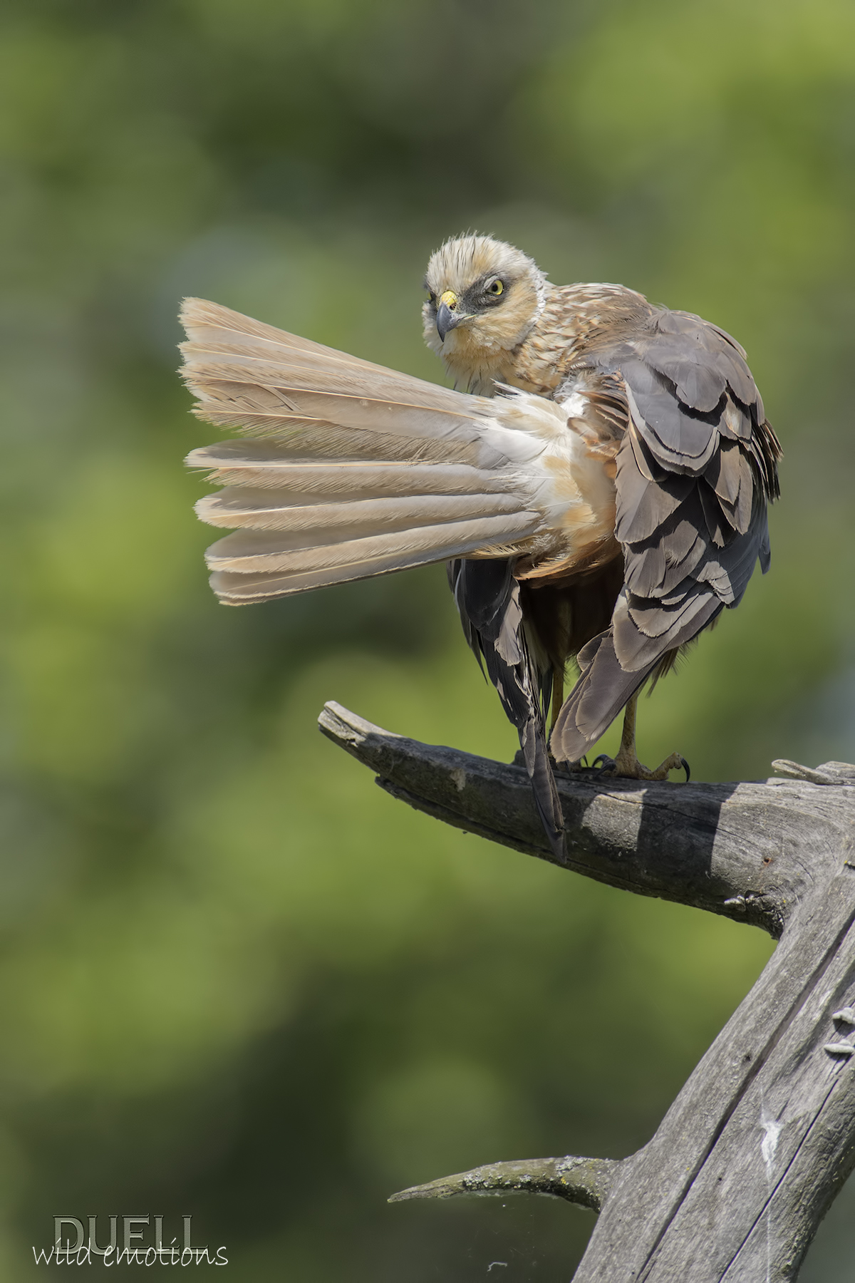 marsh harrier, control helmsman