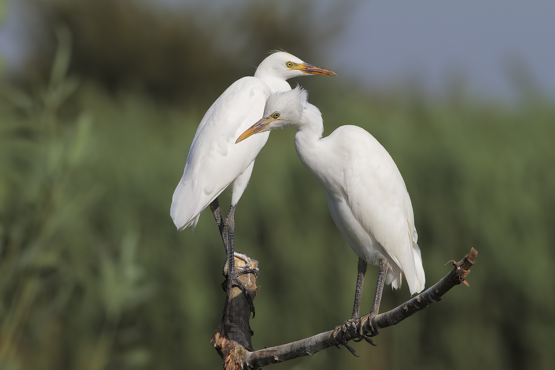 Mimi and cocò ... 2