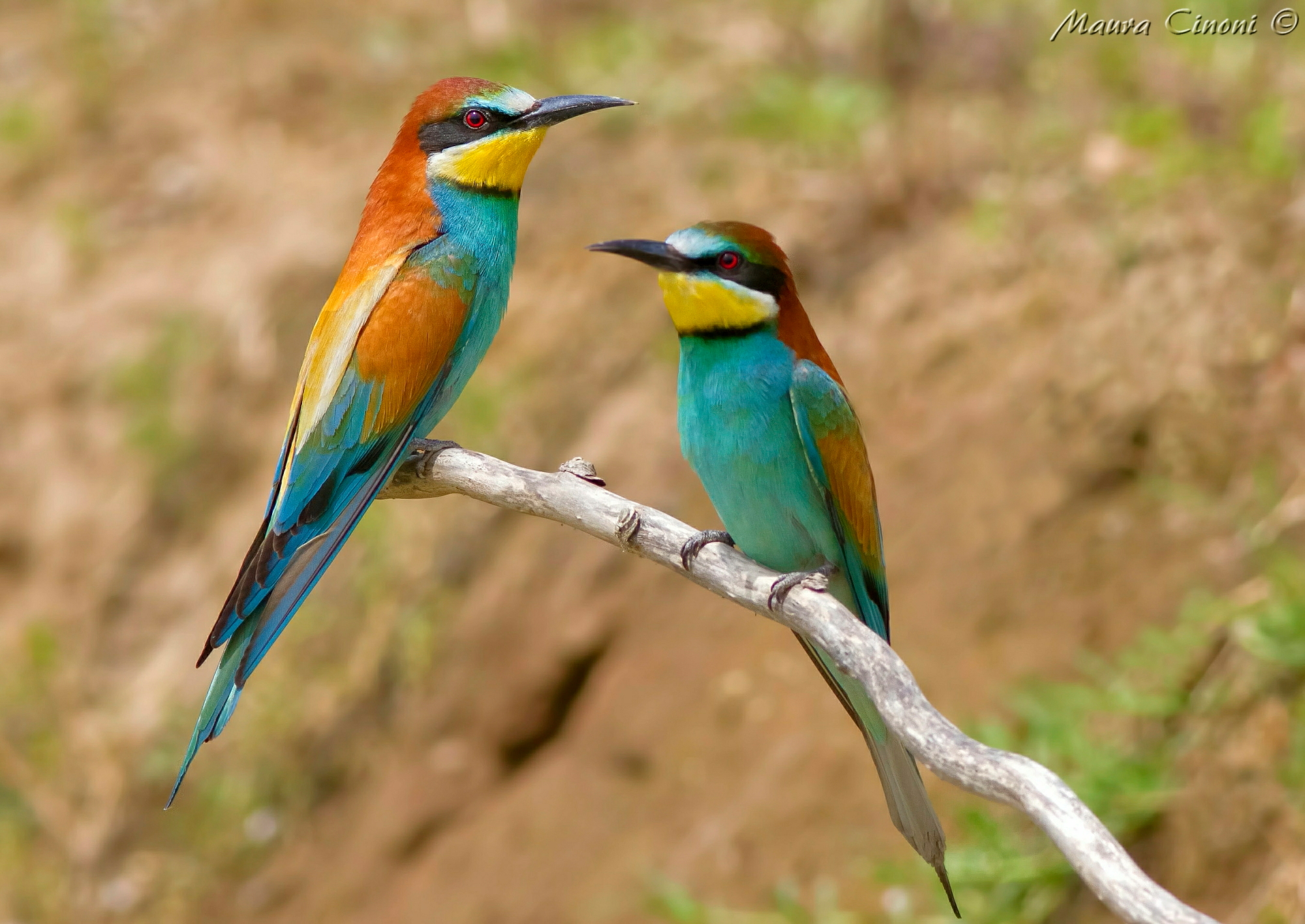 Bee-eaters