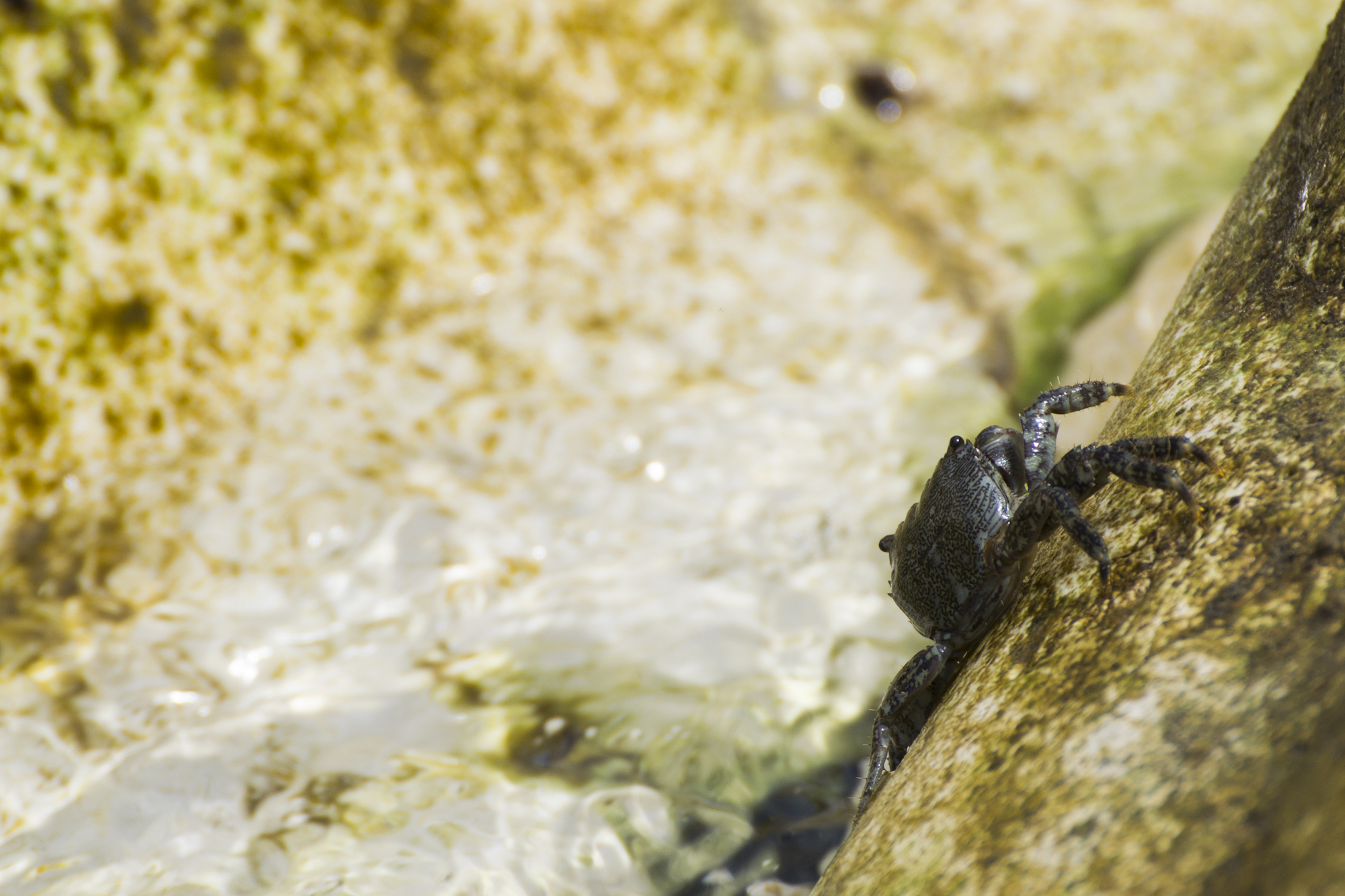 Ho preso un granchio!