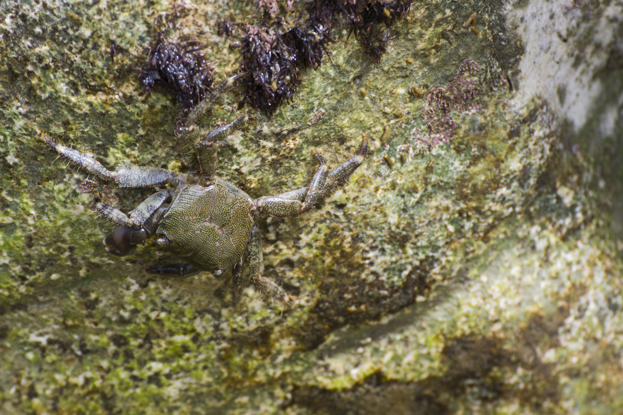 Un granchio mimetico