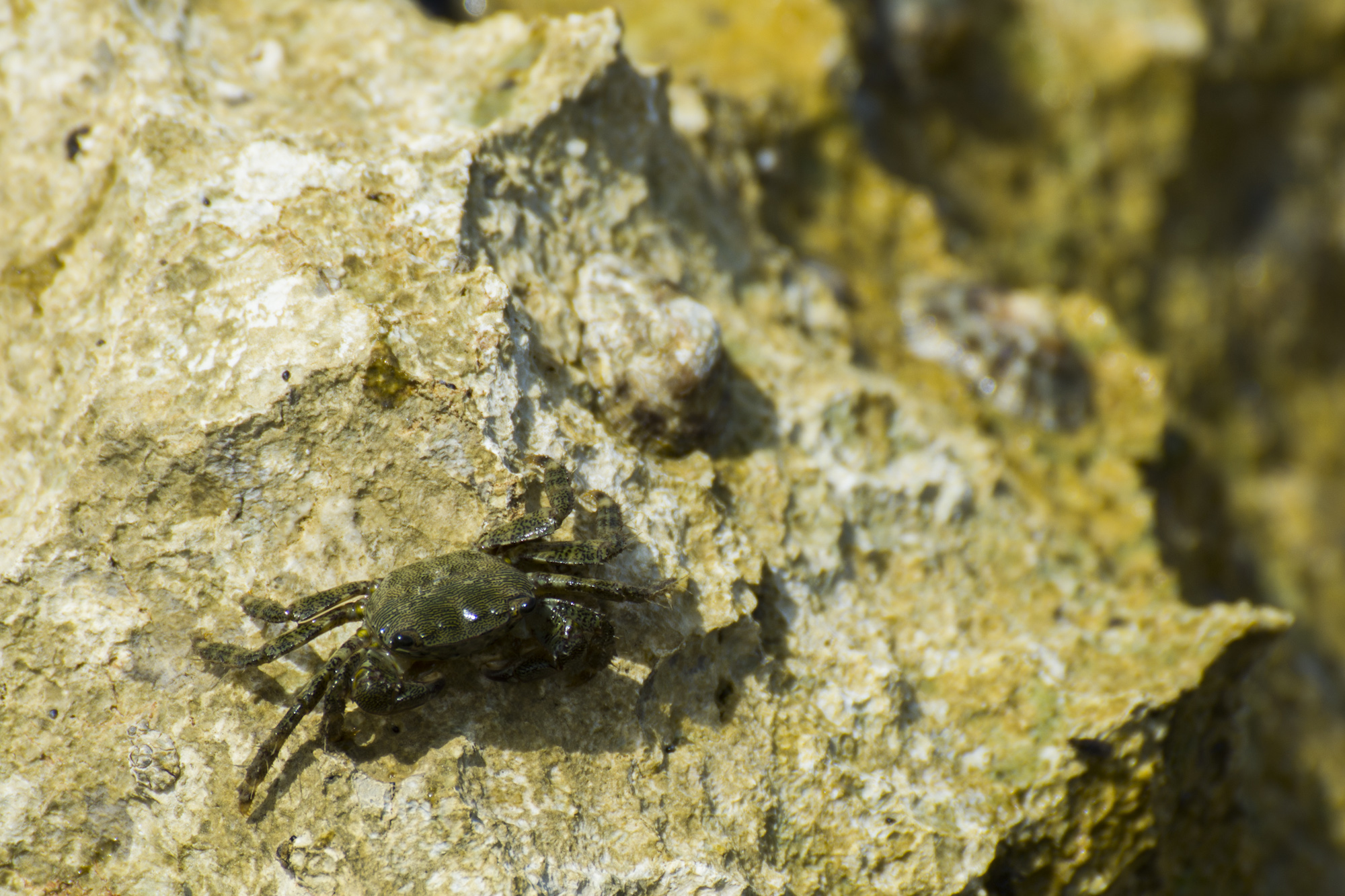 Ho preso un granchio!