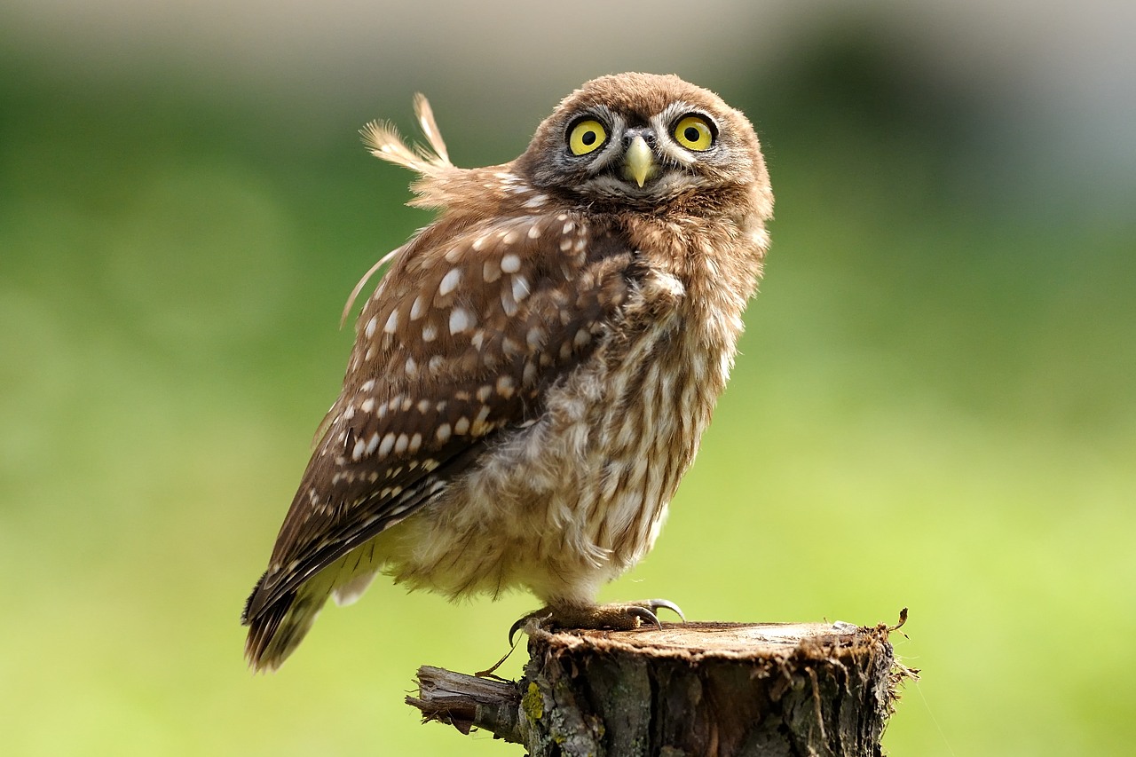 Young owl