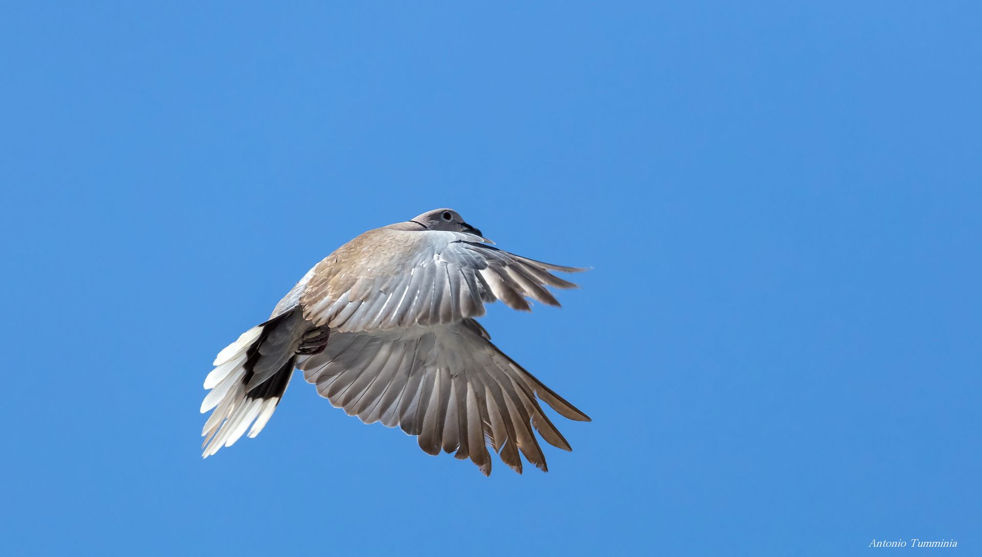 Tortora from the collar.