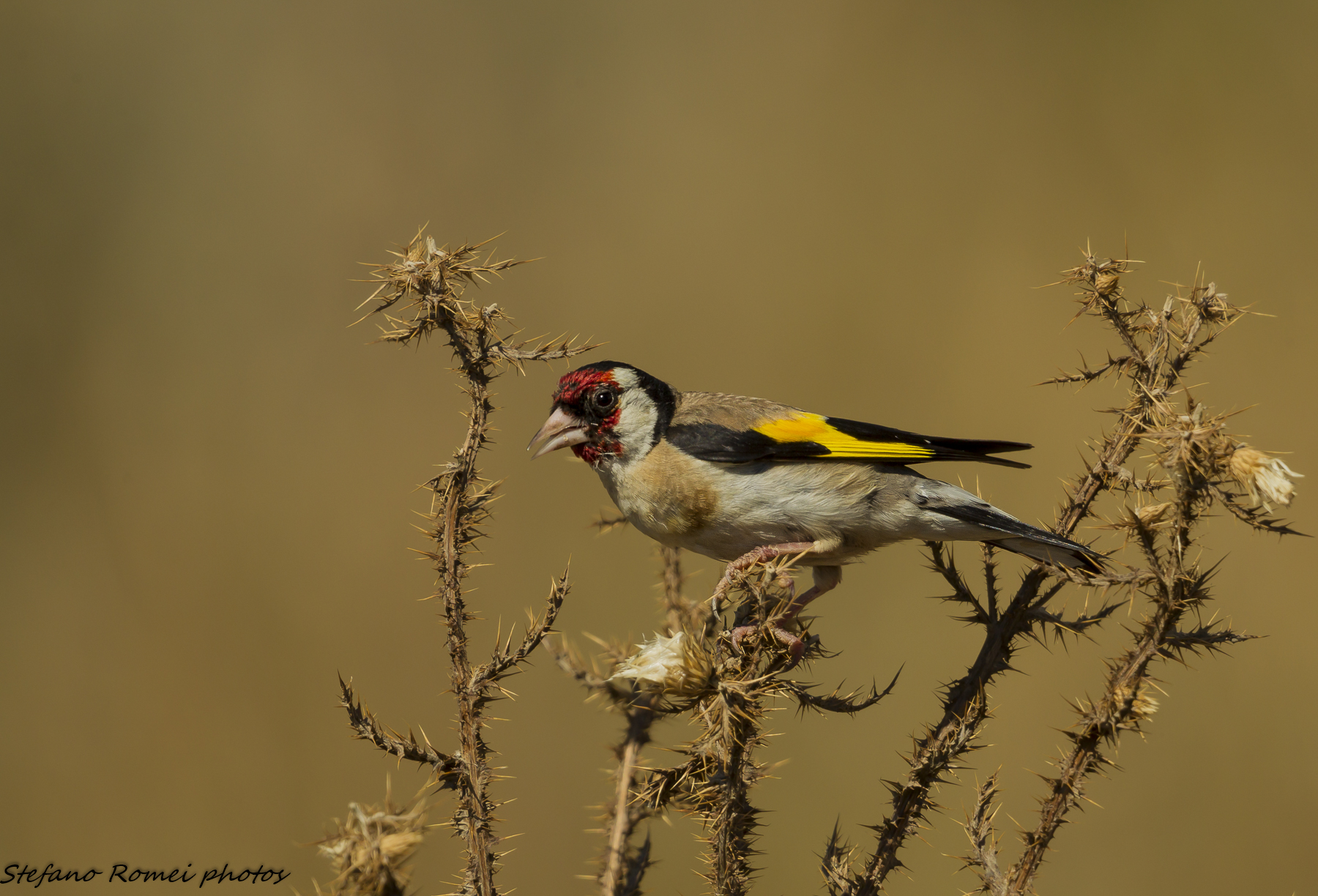 goldfinch