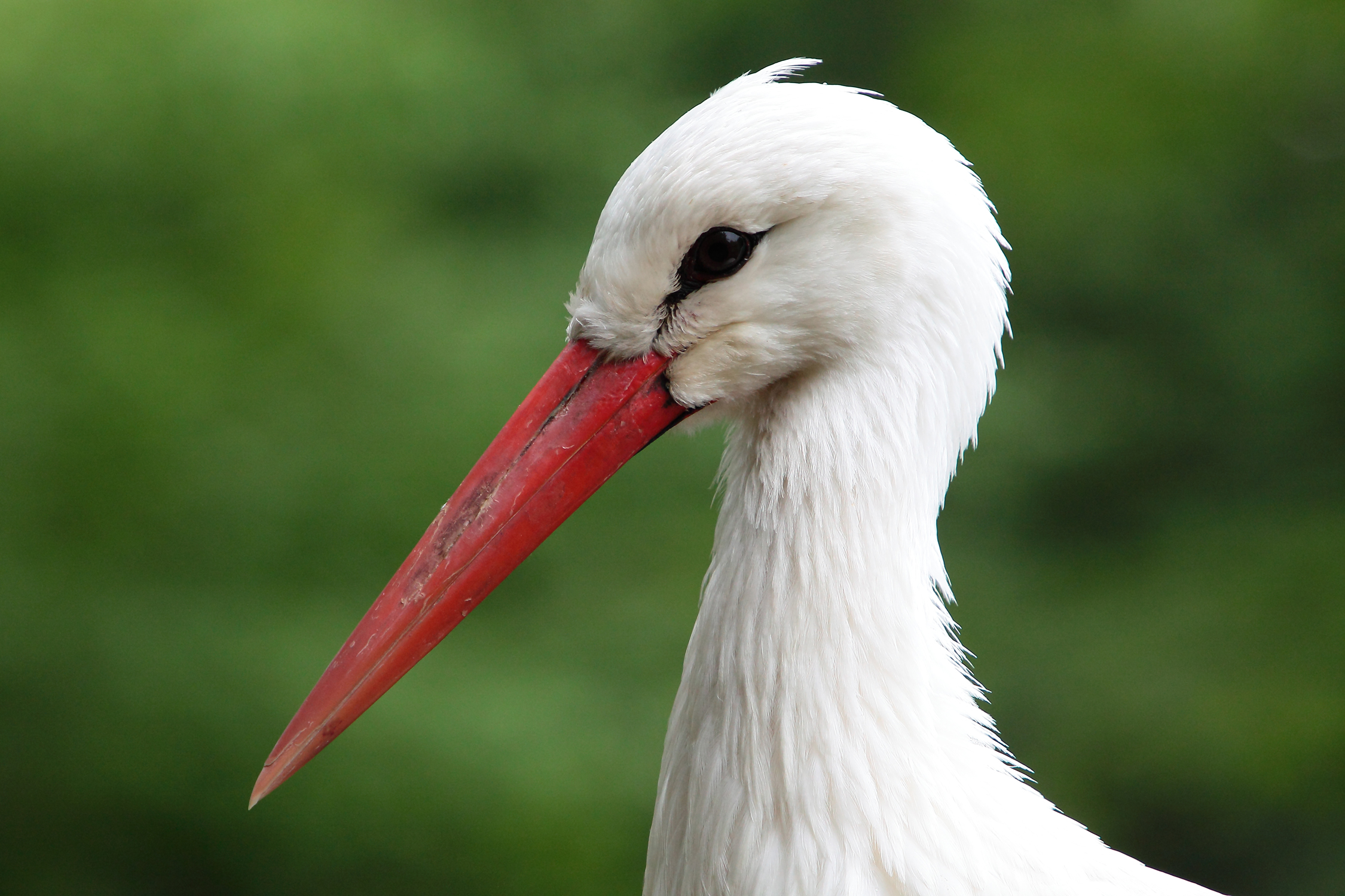Stork