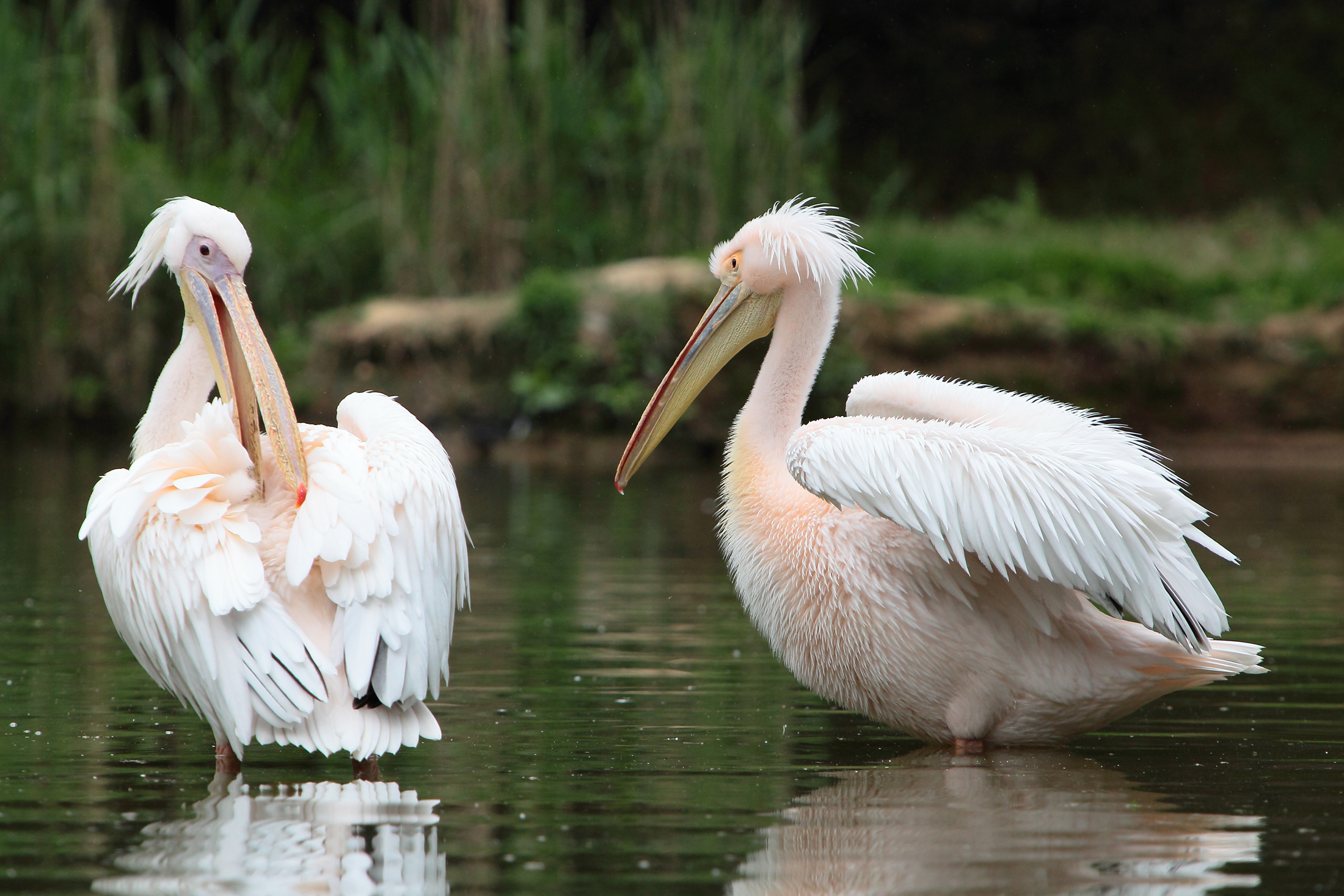 Pair of pelicans