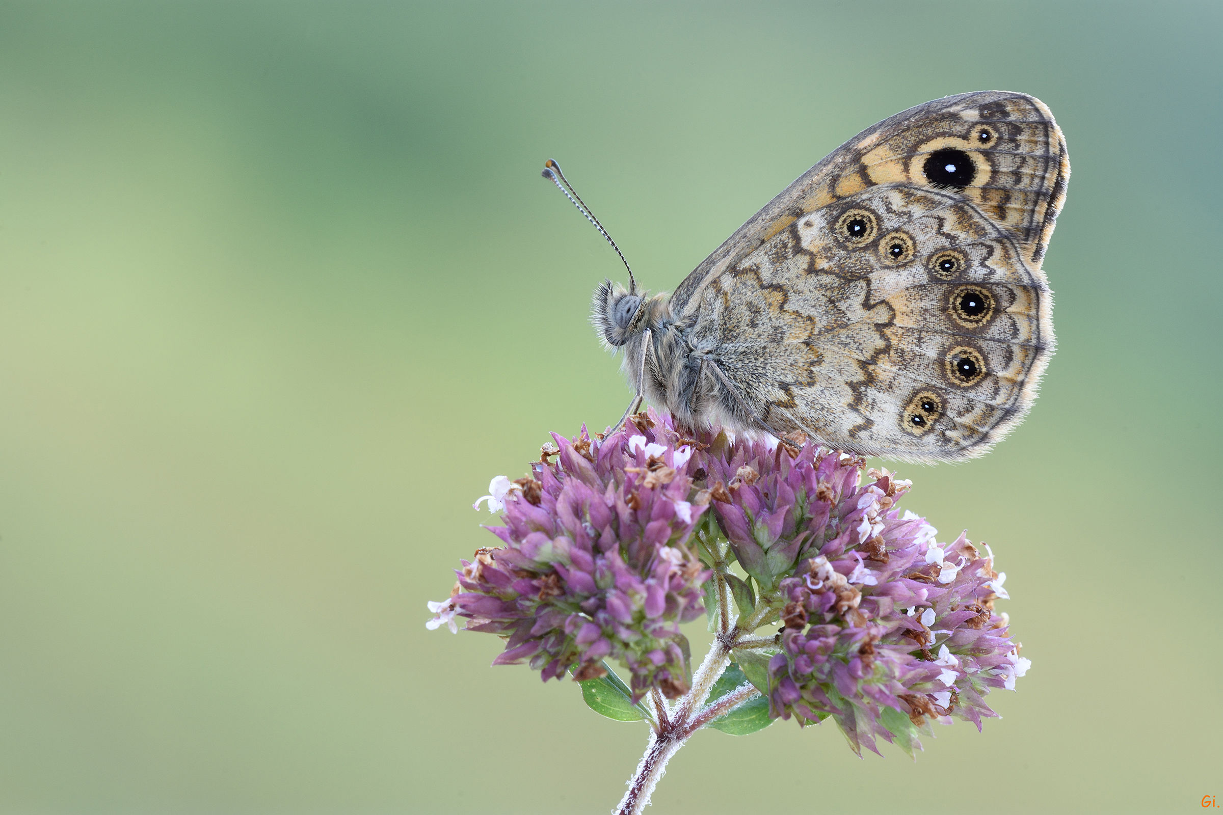 Aegeria Speckled .... (I think ..)
