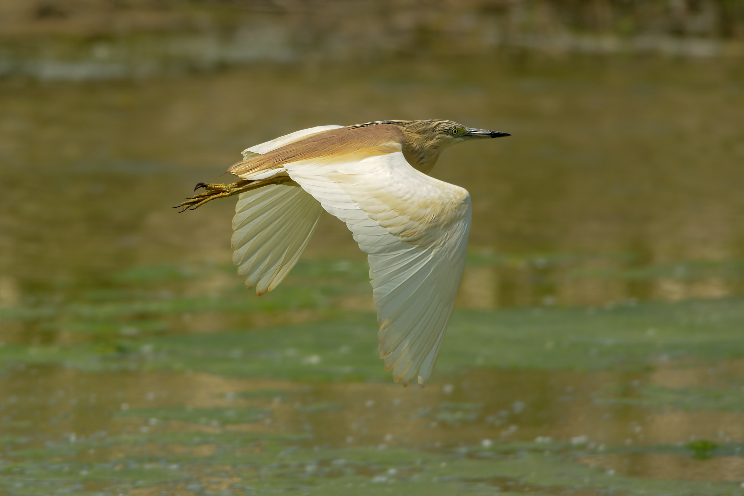 Sgarza ciuffetto (Ardeola ralloide)