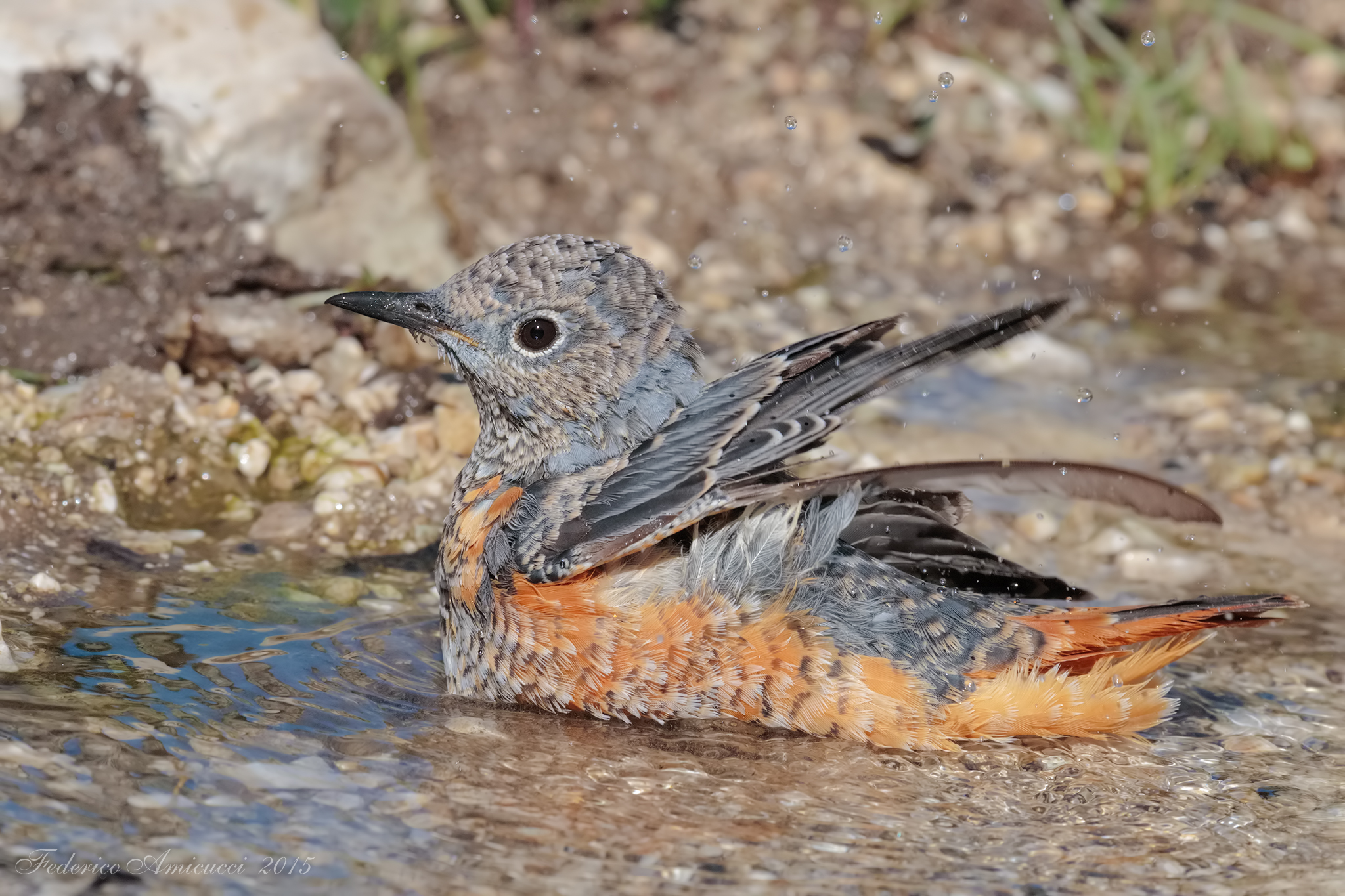 Il codirossone si fa il bagnetto...