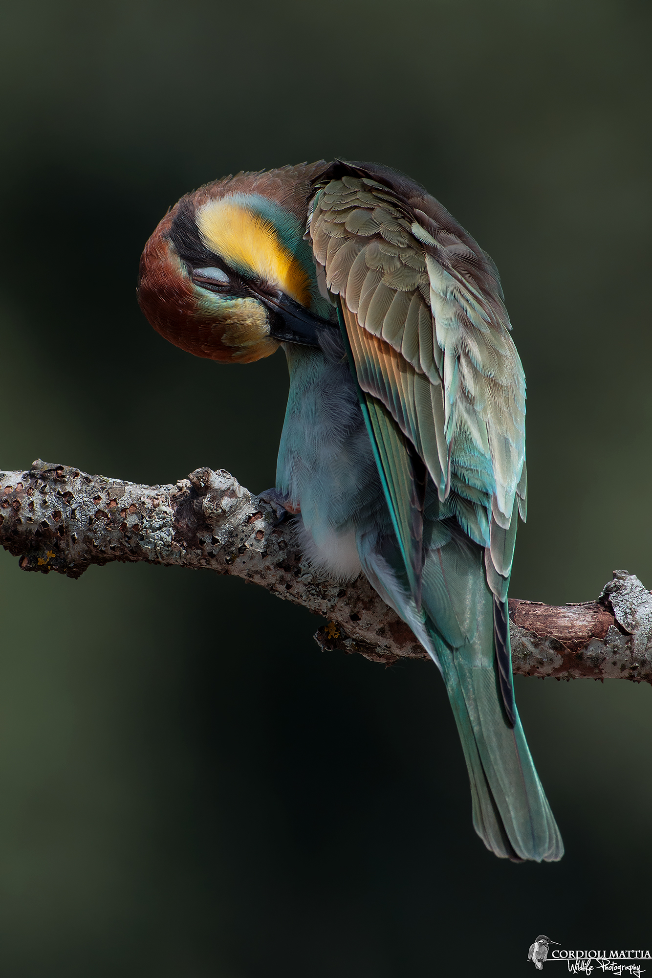 Il Piccolo Gruccione...