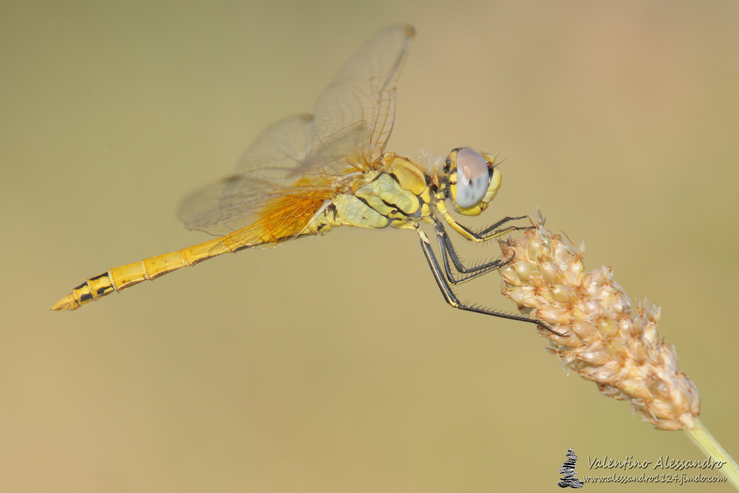 Sympetrum tonal