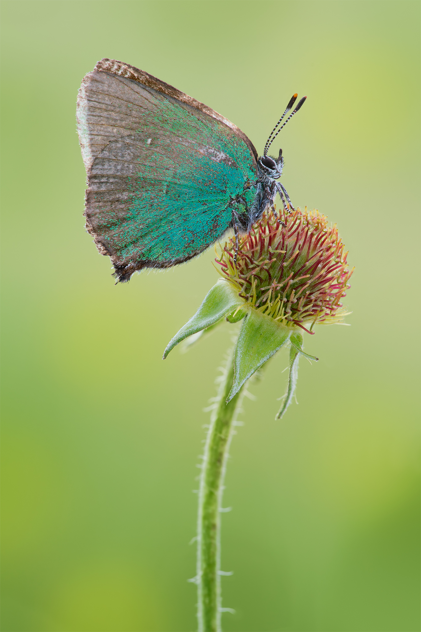 Callophrys rubi